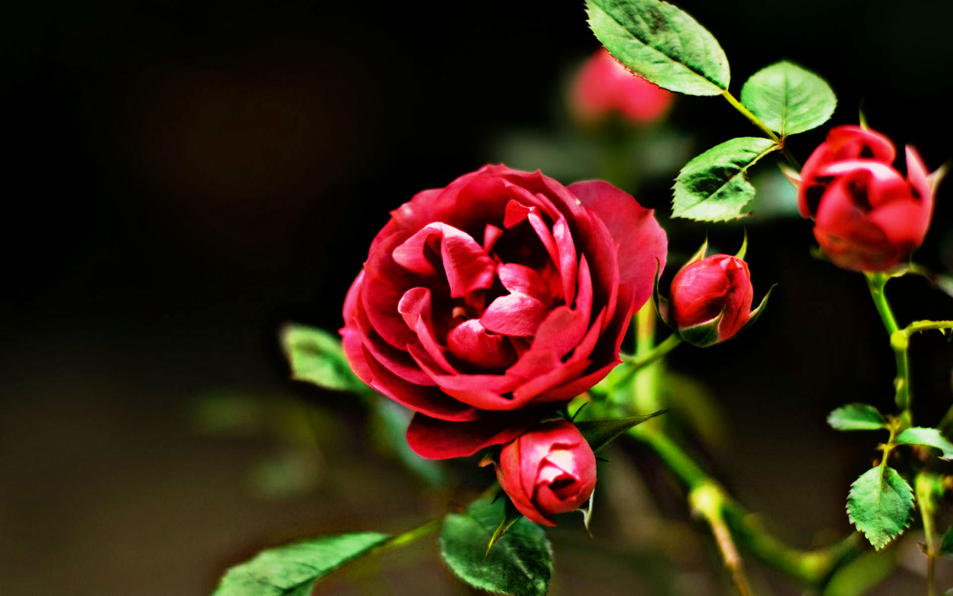 Handy-Wallpaper Rose, Erde/natur kostenlos herunterladen.