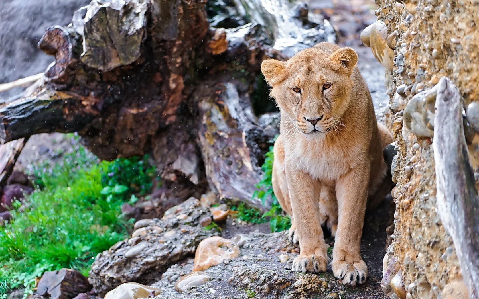 Download mobile wallpaper Sight, Opinion, Animals, Stones, Big Cat, Predator, Lion for free.