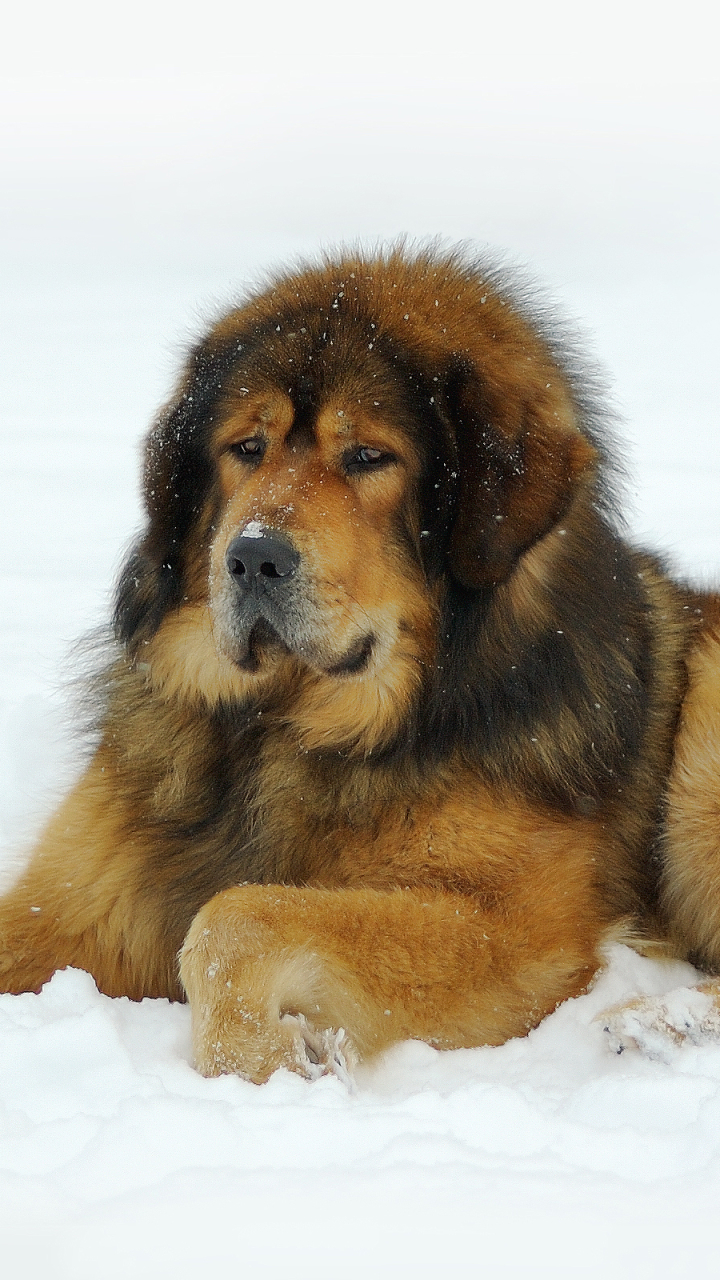 Handy-Wallpaper Tiere, Hunde, Hund kostenlos herunterladen.