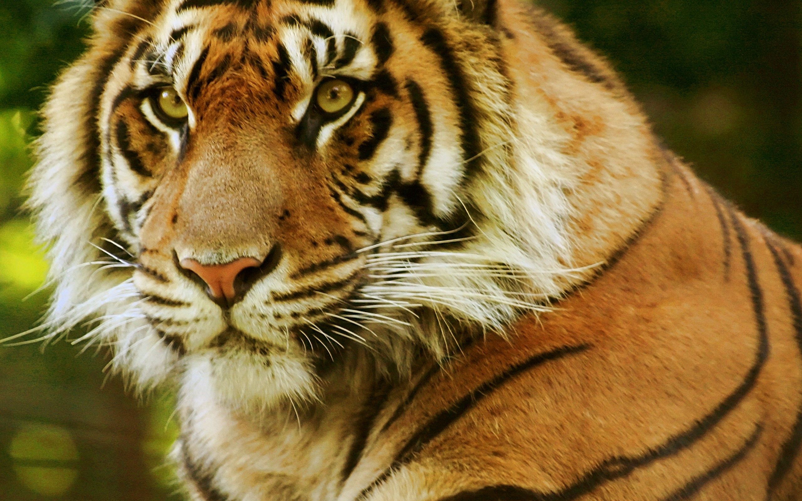 65300 télécharger le fond d'écran tigre, animaux, museau, muselière, prédateur, vue, opinion - économiseurs d'écran et images gratuitement