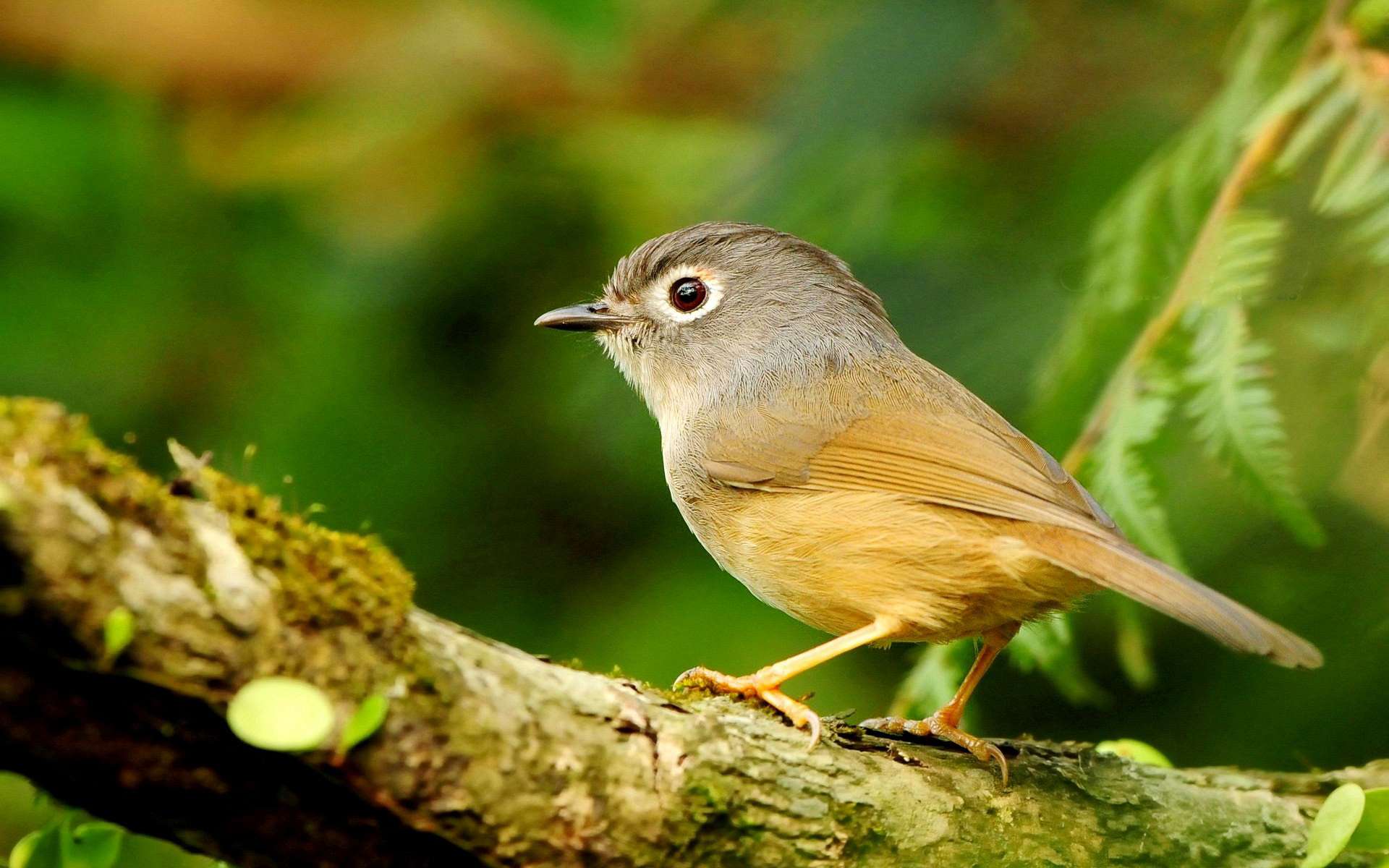 Download mobile wallpaper Bird, Birds, Animal for free.