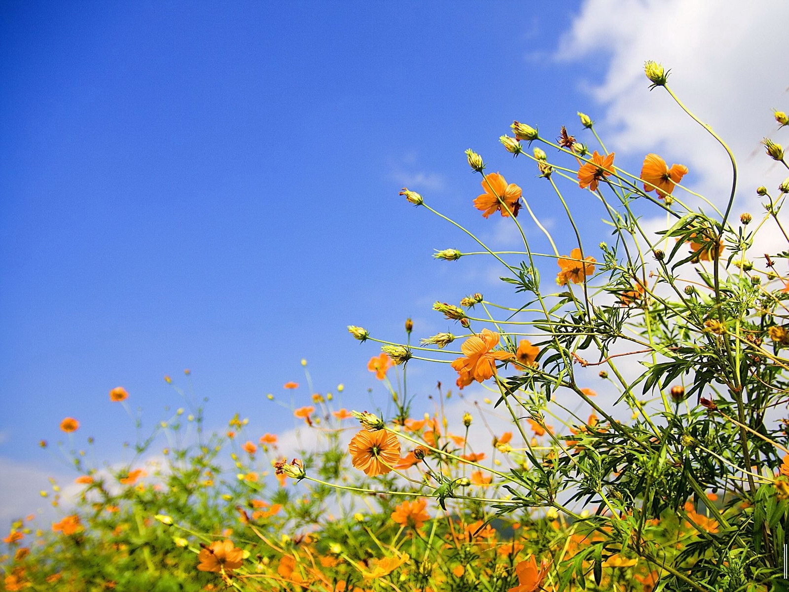 Laden Sie das Sky, Pflanzen, Blumen-Bild kostenlos auf Ihren PC-Desktop herunter