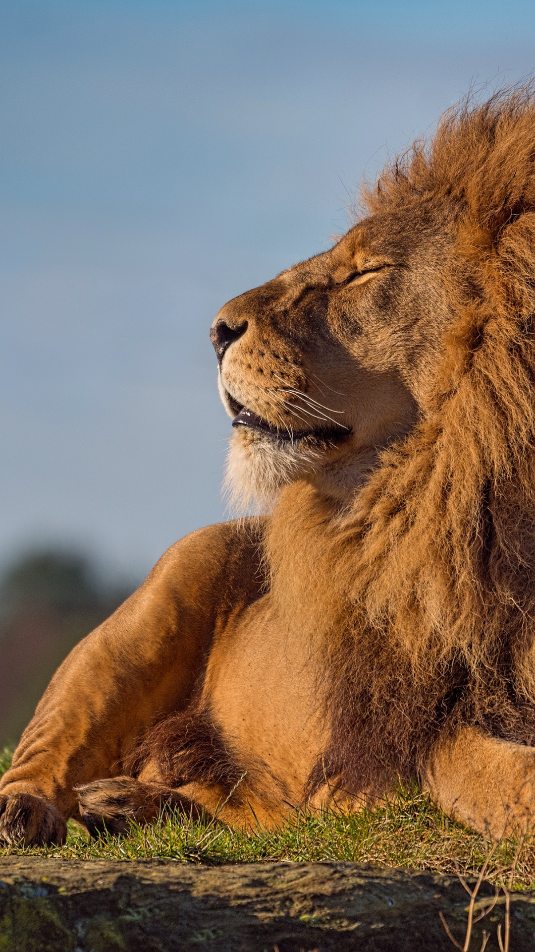 Descarga gratuita de fondo de pantalla para móvil de Animales, Gatos, León.