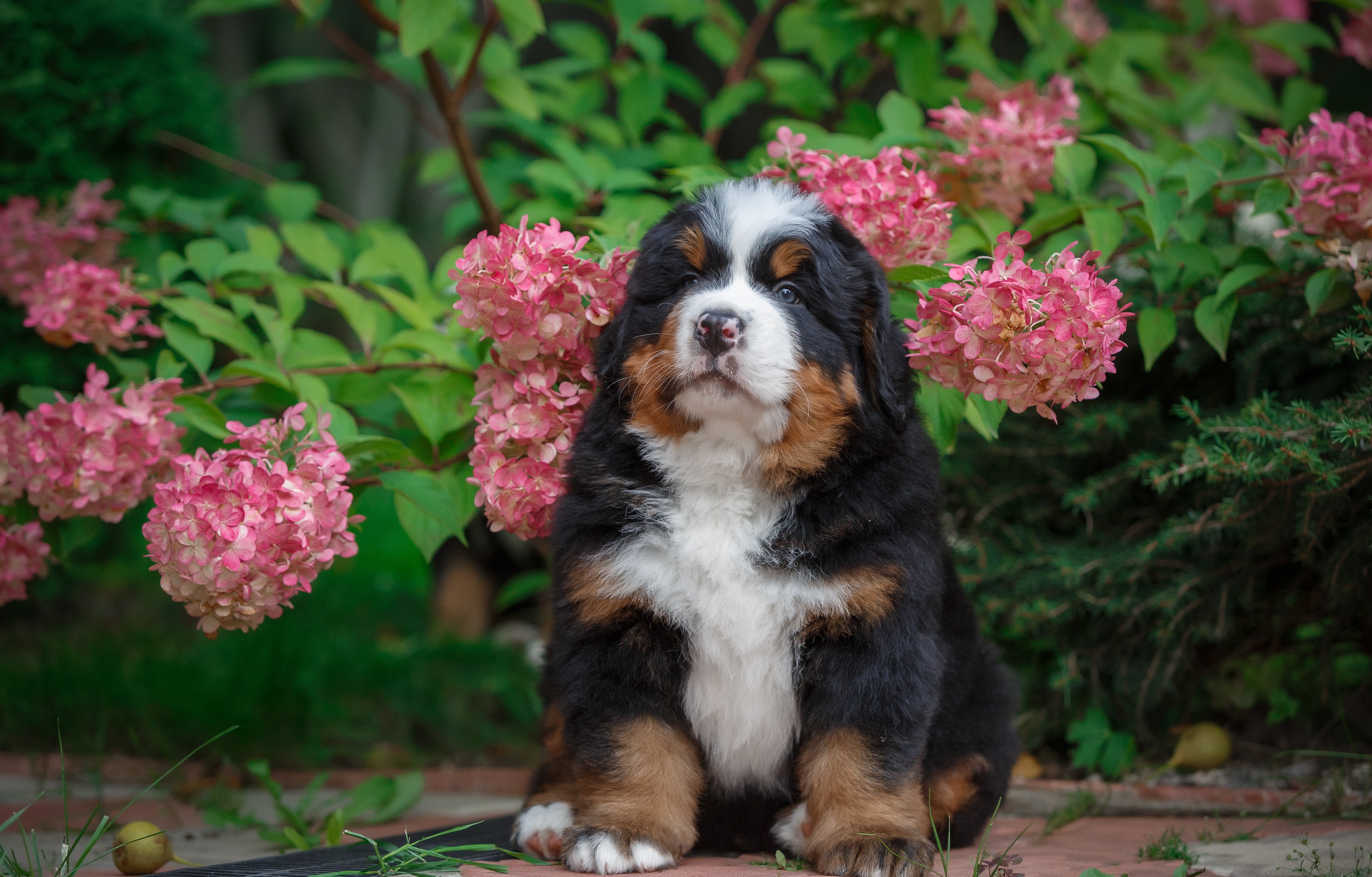 bernese mountain dog, animal, baby animal, dog, flower, hydrangea, puppy, dogs