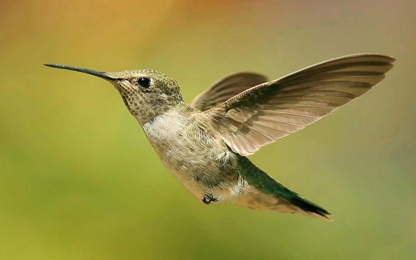 38760 descargar imagen animales, birds, colibríes, amarillo: fondos de pantalla y protectores de pantalla gratis