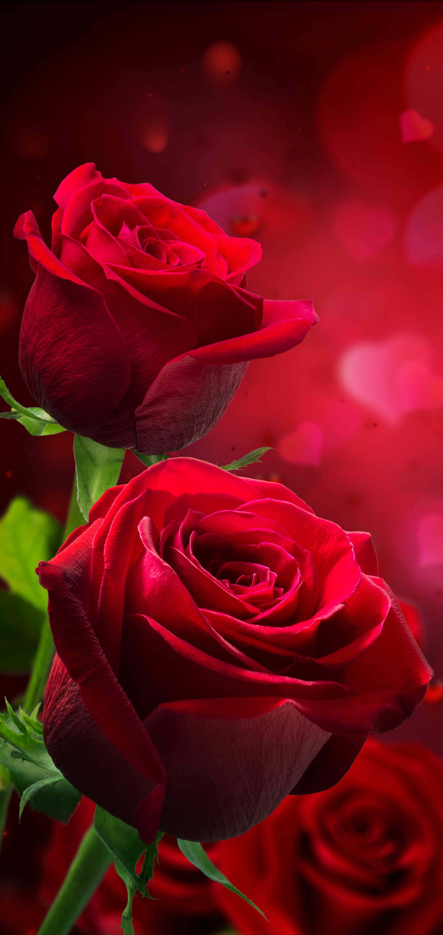 Скачать обои бесплатно Роза, Боке, Красная Роза, Красный Цветок, Земля/природа, Флауэрсы картинка на рабочий стол ПК