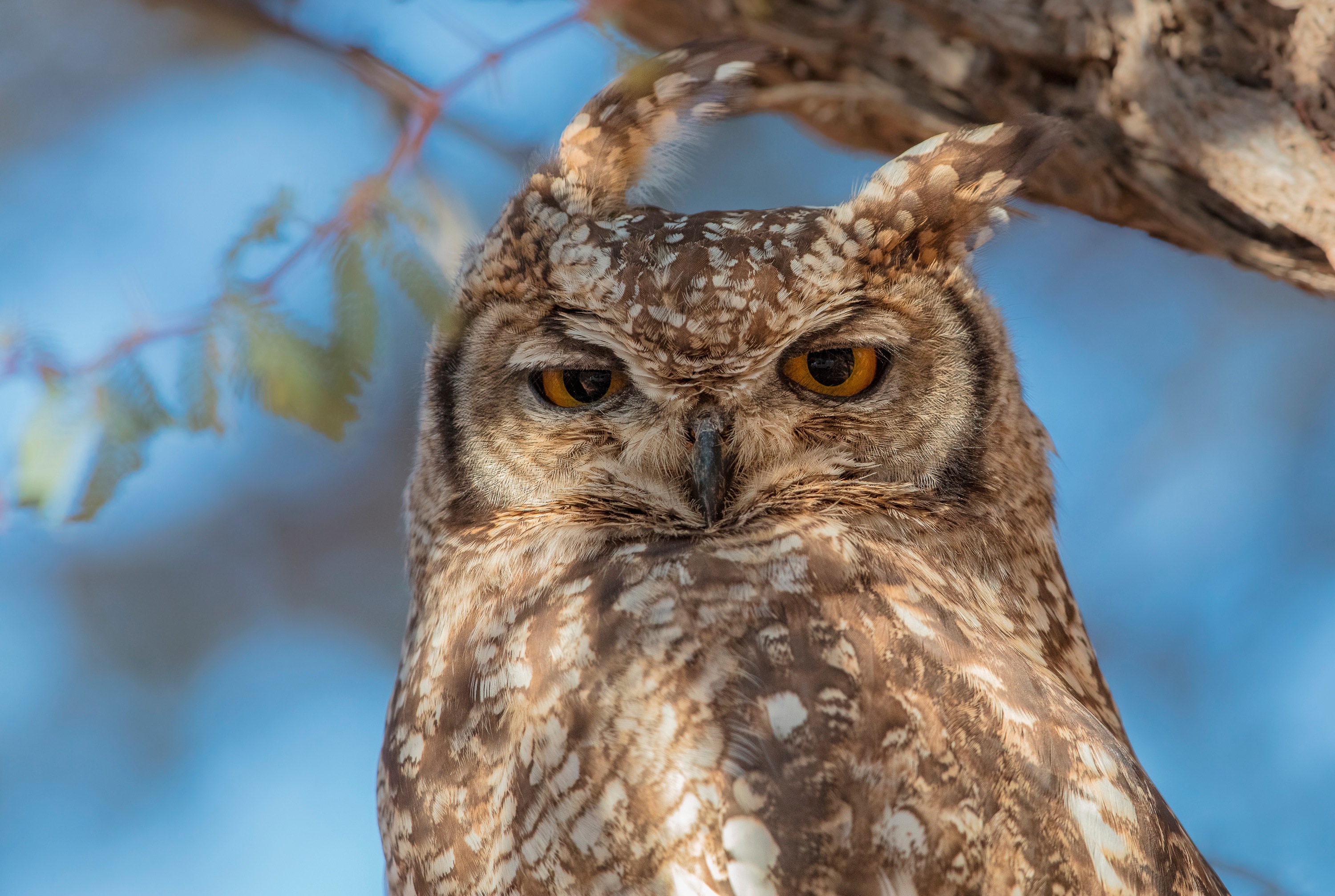 Free download wallpaper Birds, Owl, Bird, Animal, Great Horned Owl on your PC desktop
