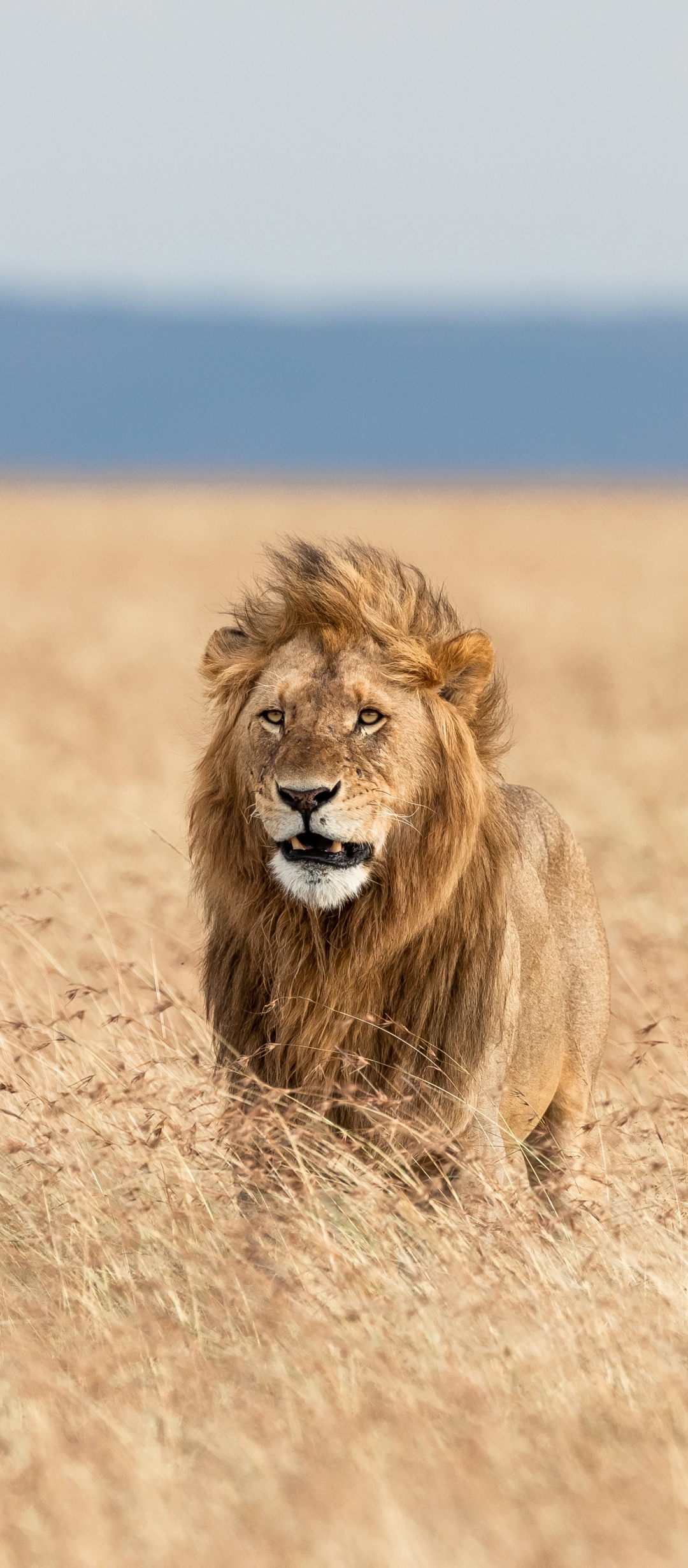 Téléchargez des papiers peints mobile Animaux, Chats, Lion gratuitement.