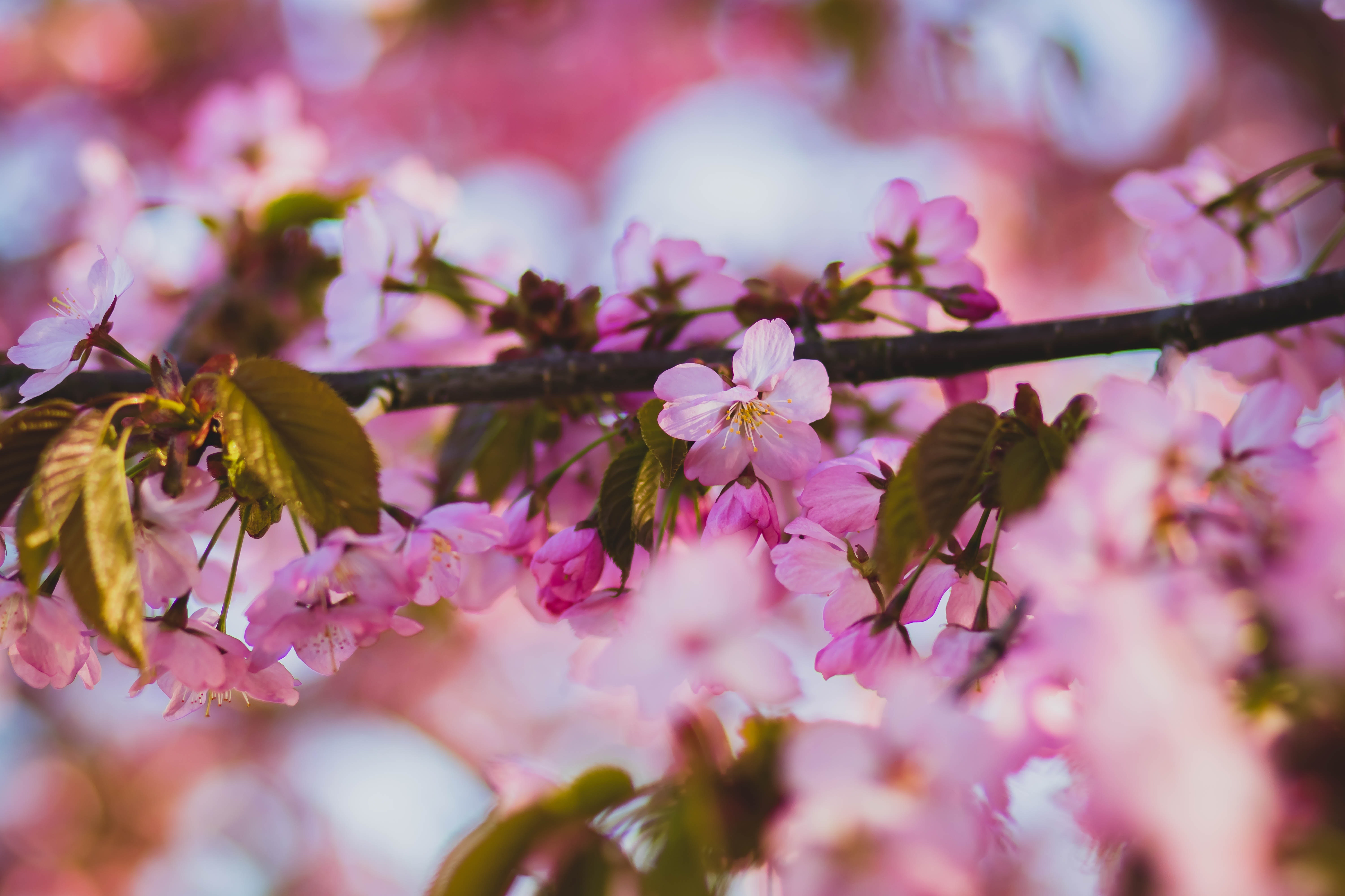 Handy-Wallpaper Sakura, Blüte, Erde/natur, Pinke Blume kostenlos herunterladen.
