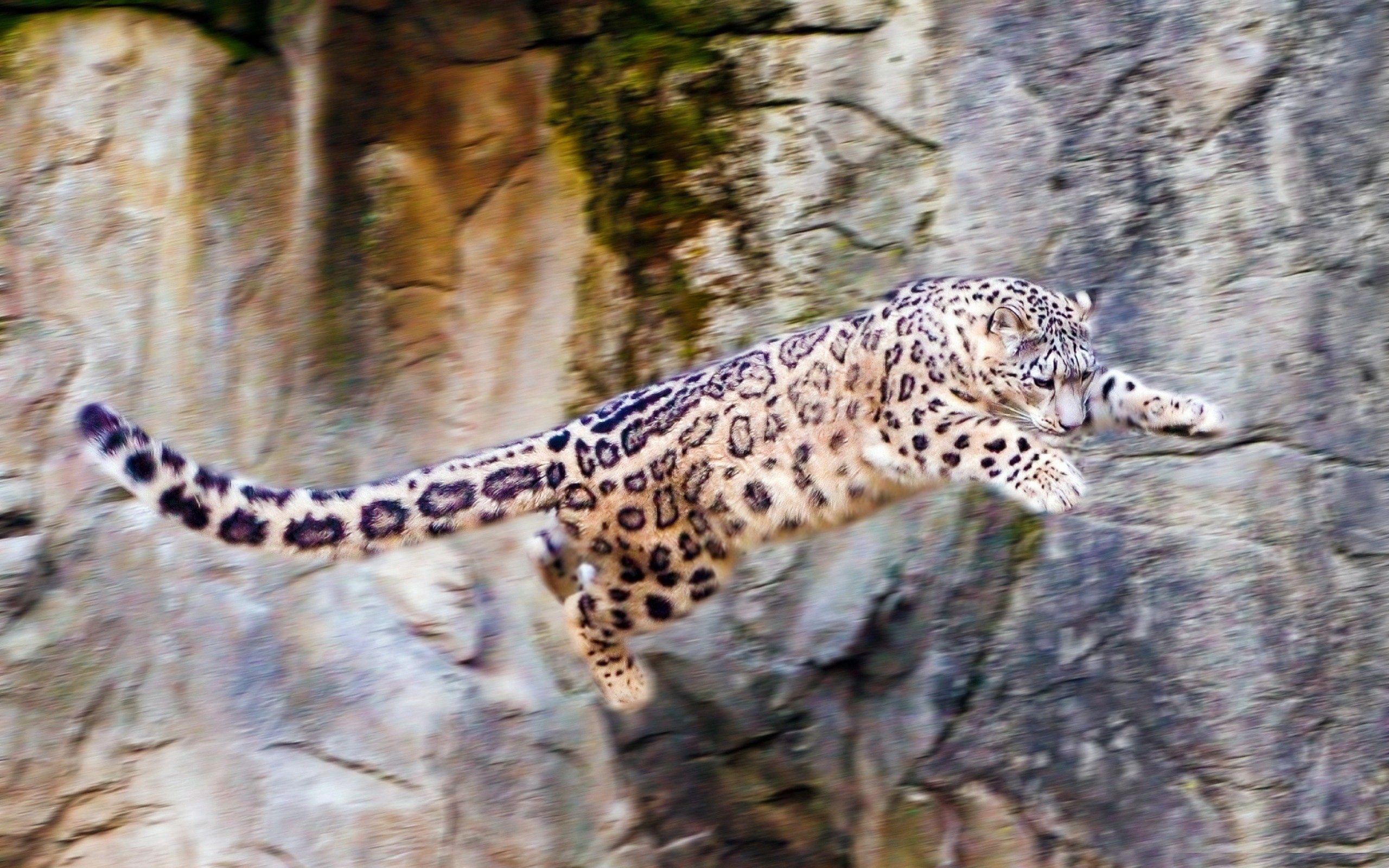 148307 baixar papel de parede animais, snow leopard, as rochas, rochas, gato grande, quicar, saltar - protetores de tela e imagens gratuitamente