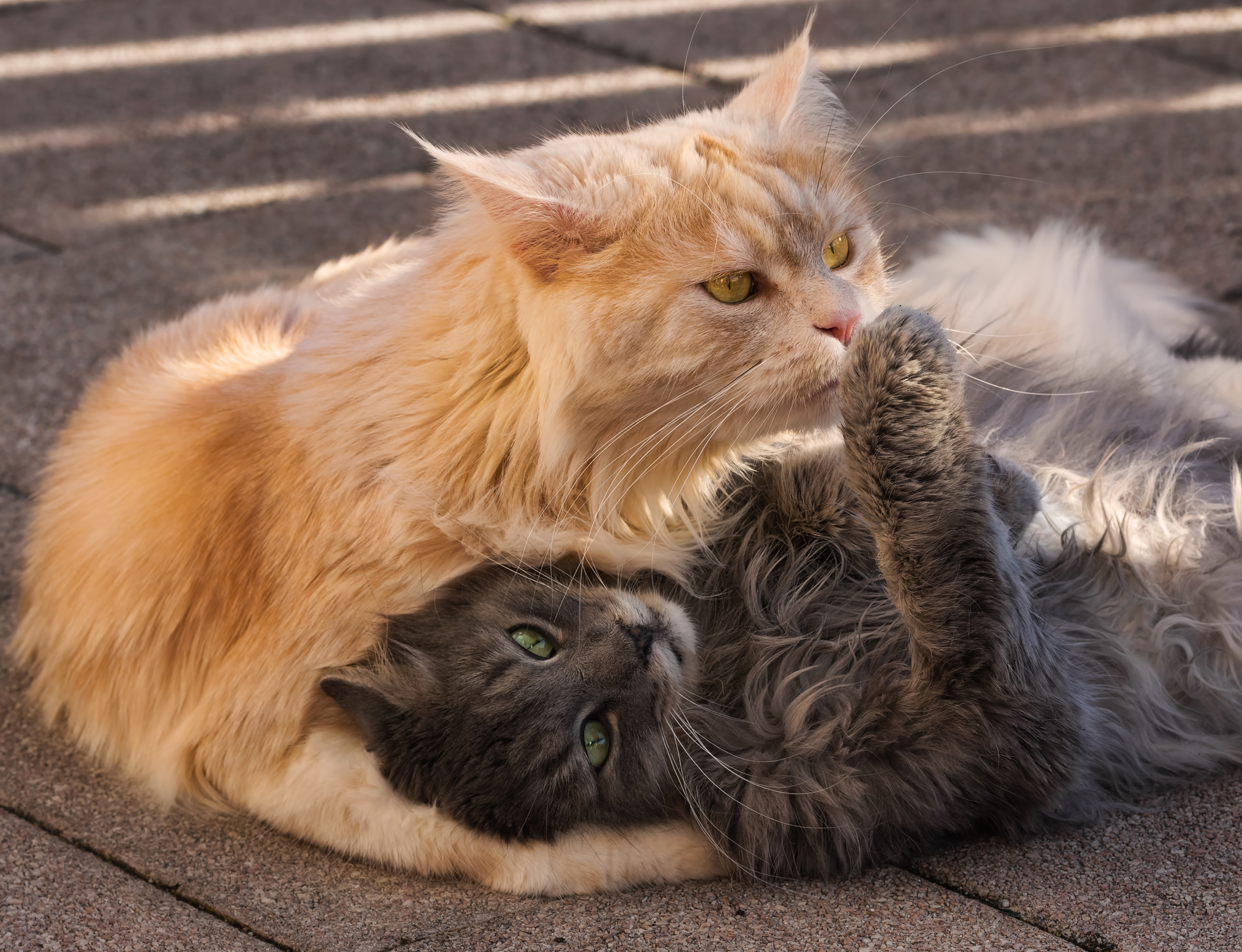 Baixar papel de parede para celular de Animais, Gatos, Gato gratuito.