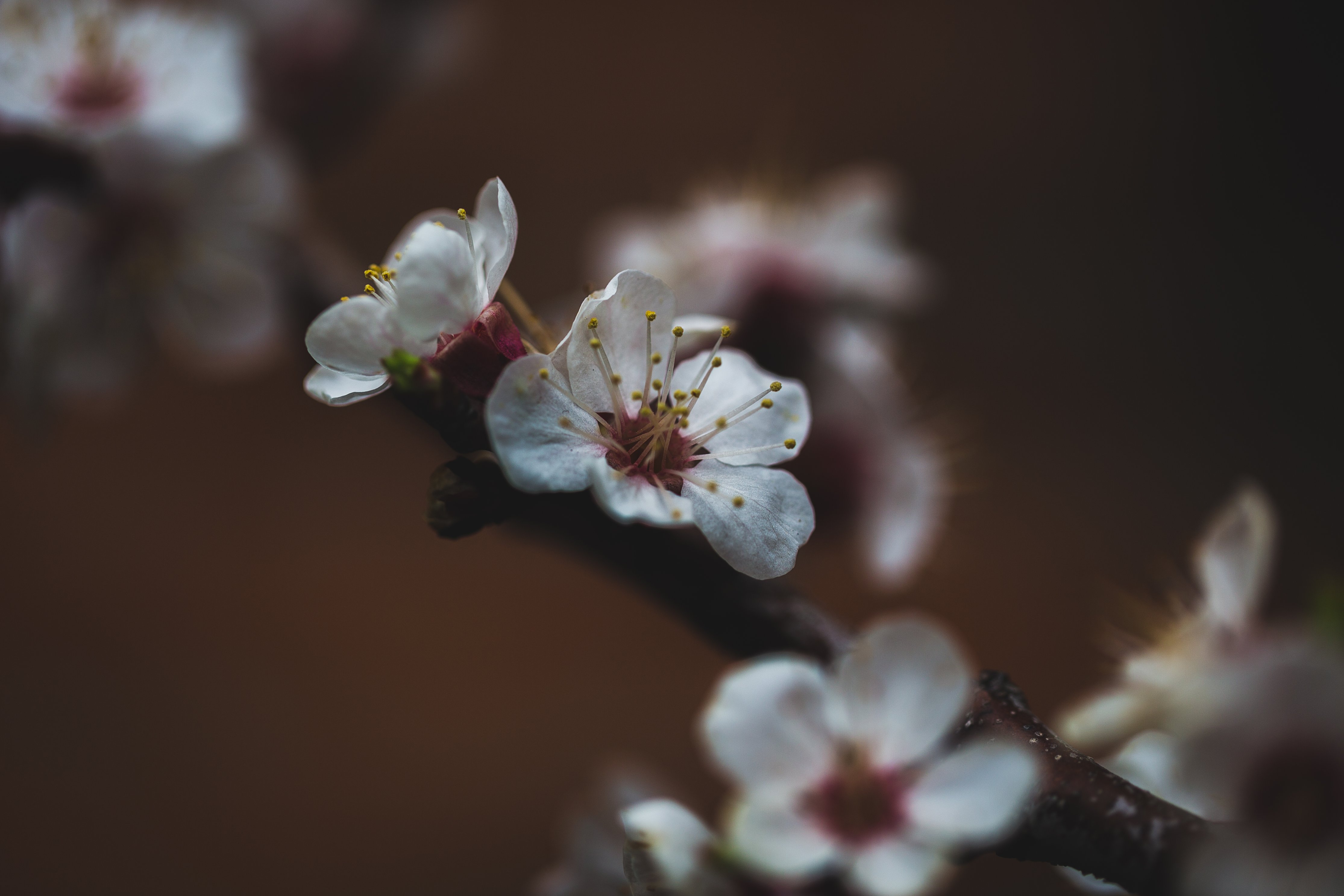 Free download wallpaper Cherry, Flowering, Flower, Bloom, Sakura, Macro on your PC desktop