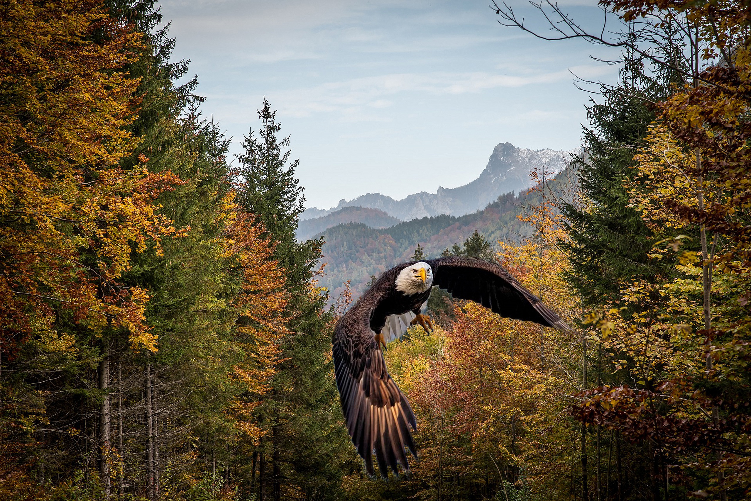 Download mobile wallpaper Birds, Bird, Forest, Fall, Flight, Animal, Bald Eagle for free.