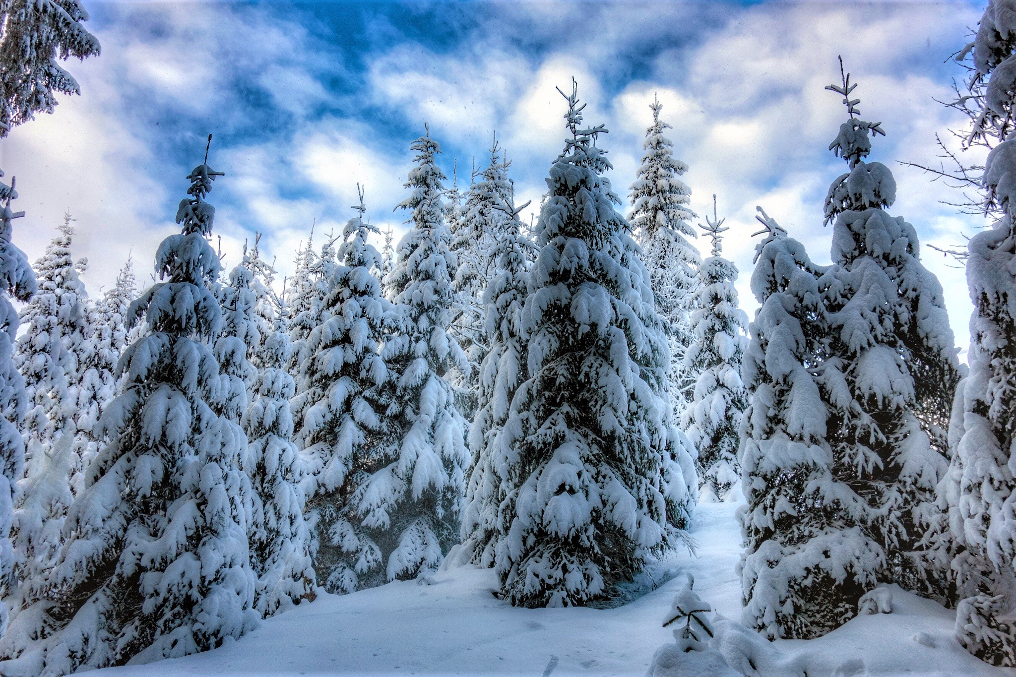 PCデスクトップに冬, 雪, 森, 地球, 松の木画像を無料でダウンロード