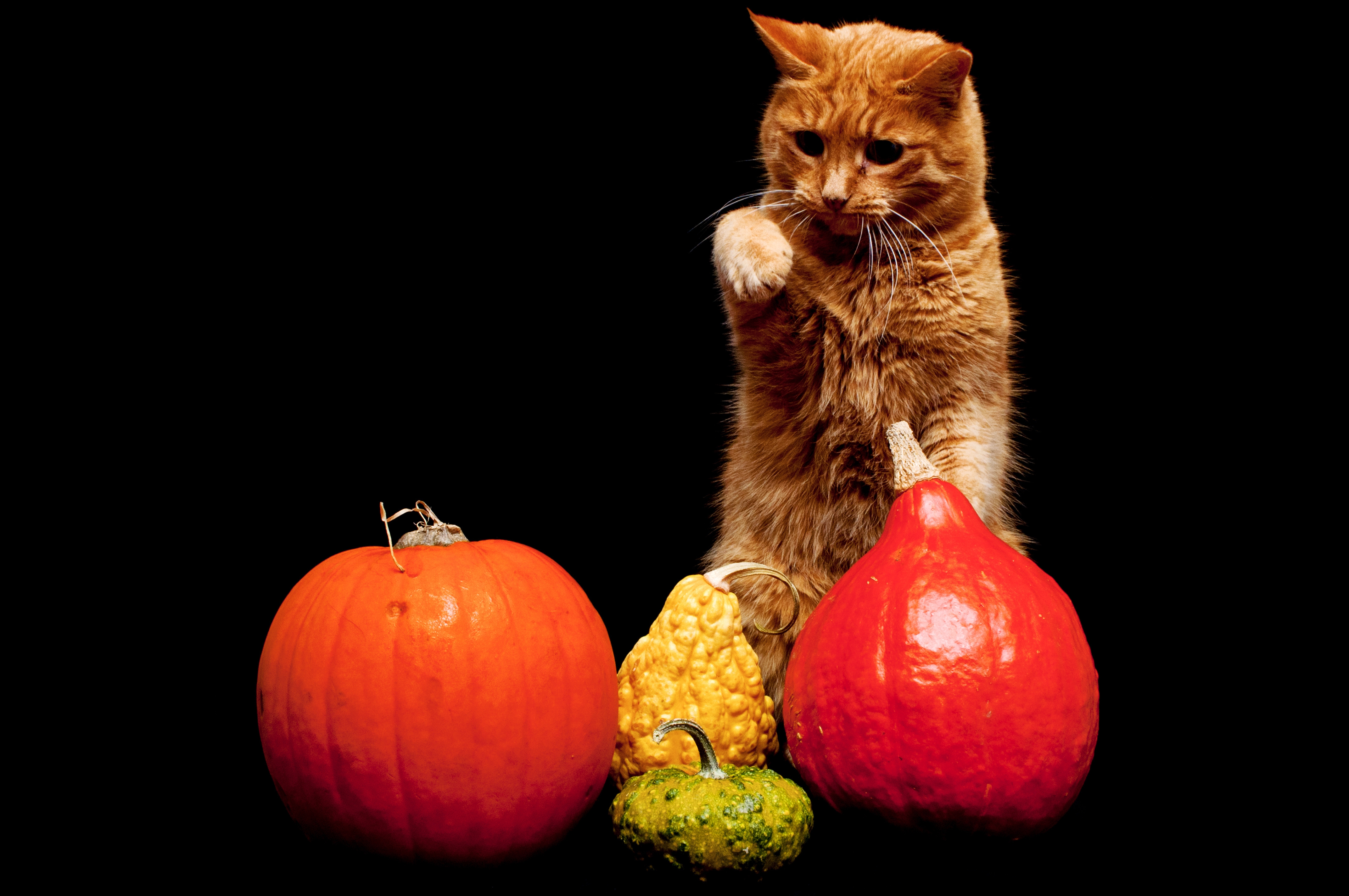 Download mobile wallpaper Cat, Animals, Background, Pumpkin for free.