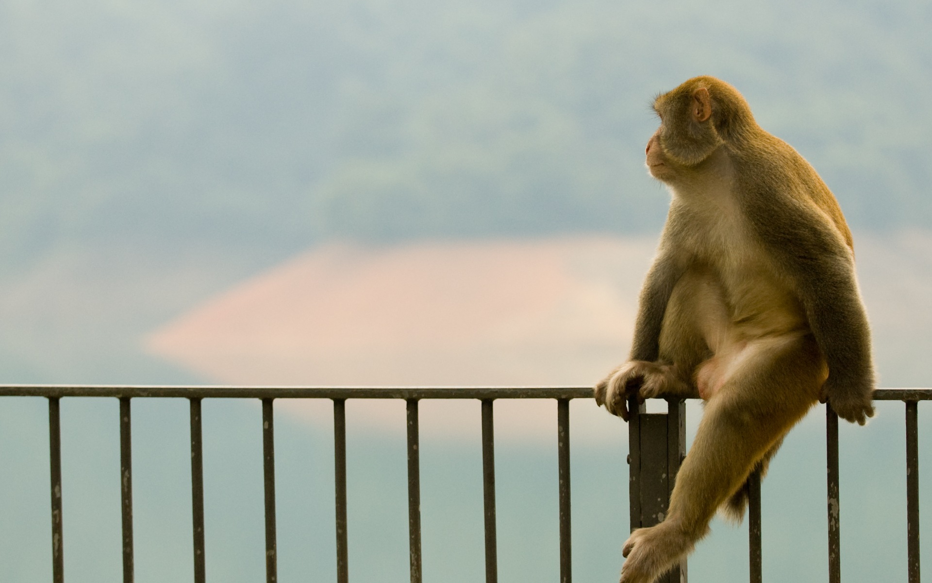 Free download wallpaper Monkeys, Monkey, Animal on your PC desktop