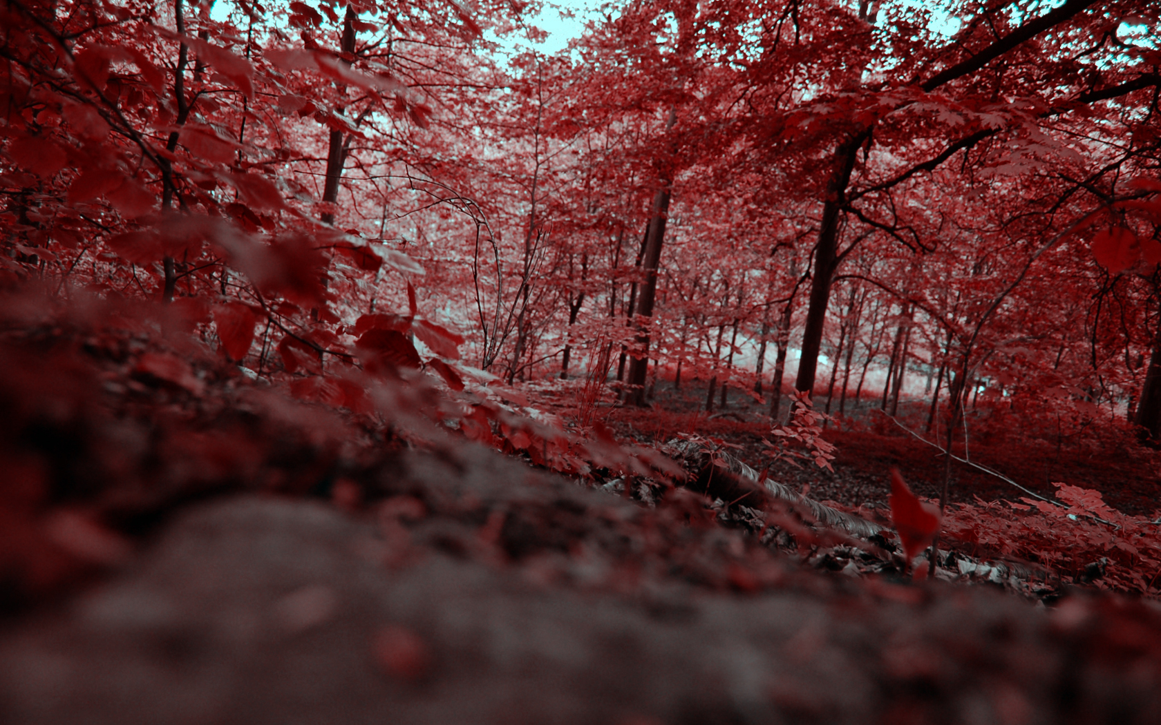 1076469 descargar fondo de pantalla rojo, tierra/naturaleza, otoño, bosque, hoja: protectores de pantalla e imágenes gratis