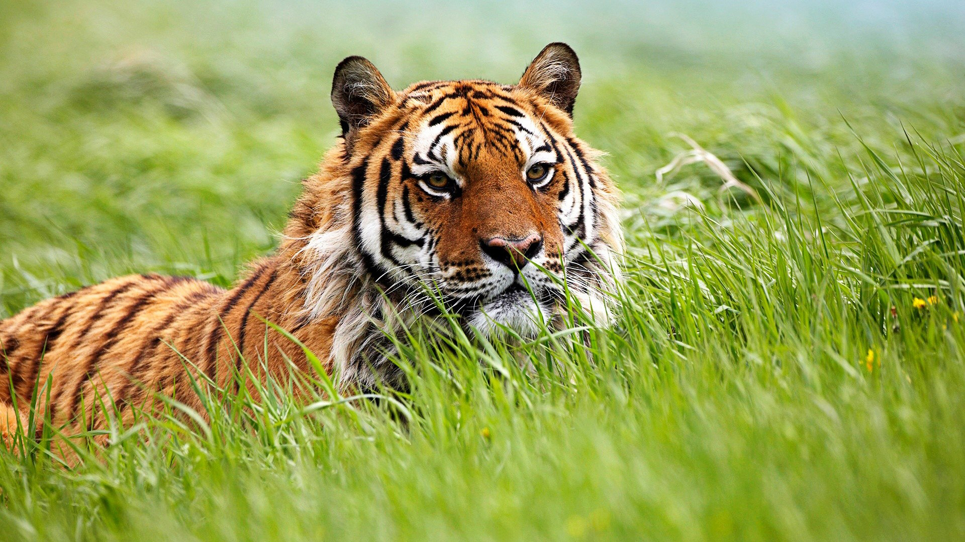 Free download wallpaper Cats, Animal, Tiger on your PC desktop