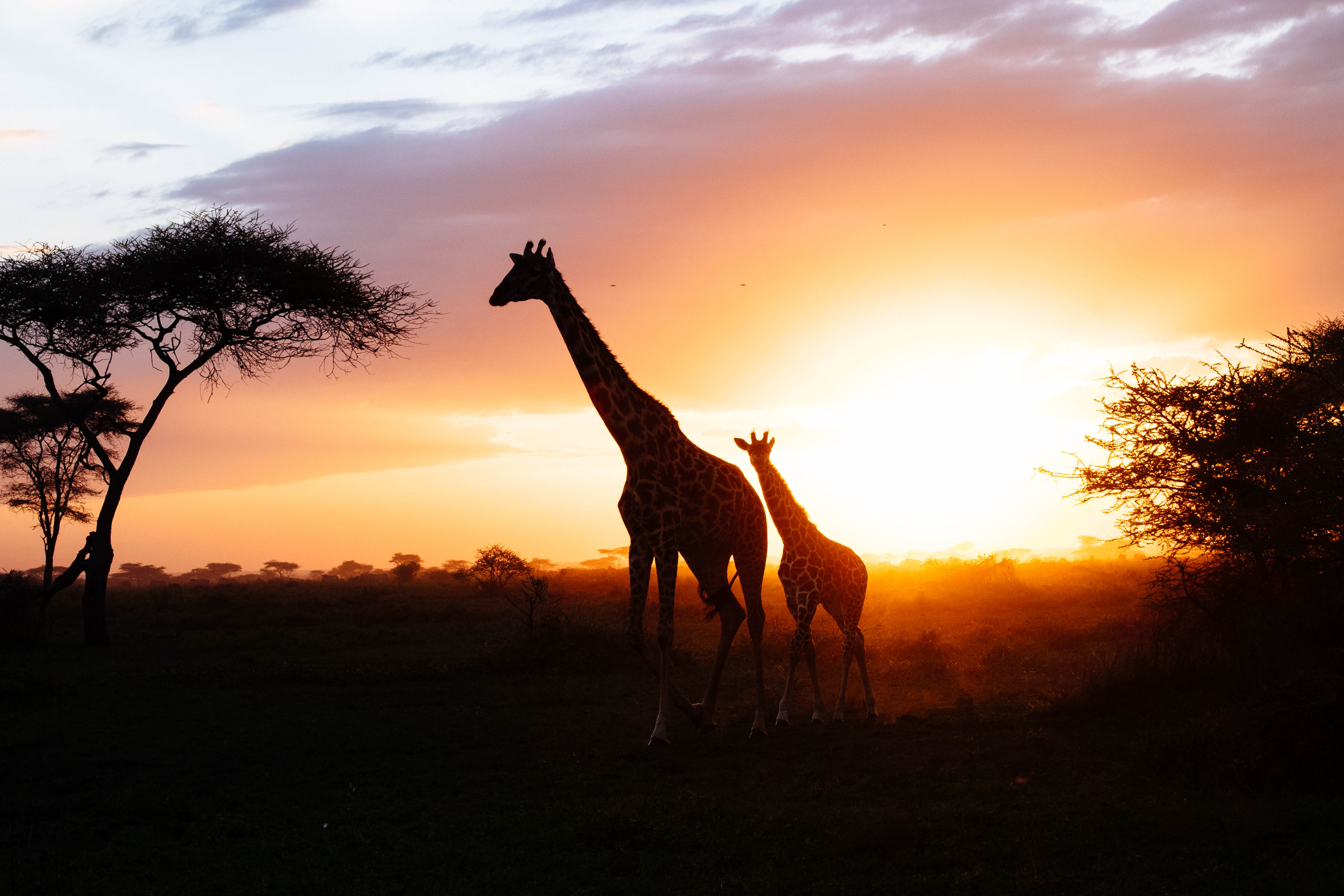 animals, giraffes, young, couple, pair, silhouettes, joey