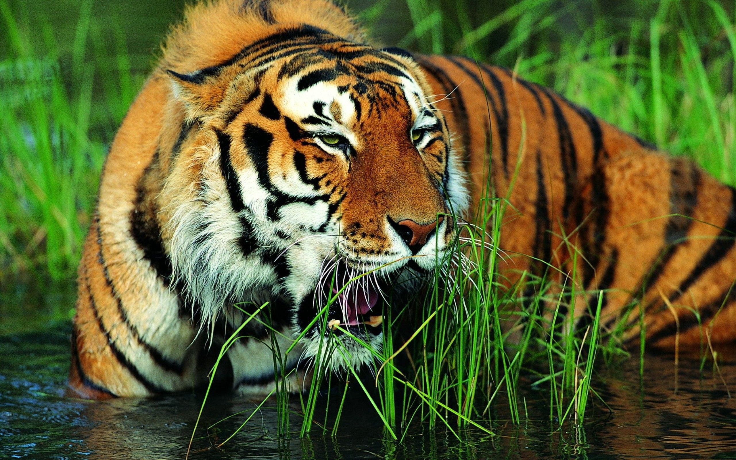 Free download wallpaper Animals, Grass, Grin, Big Cat, Tiger on your PC desktop