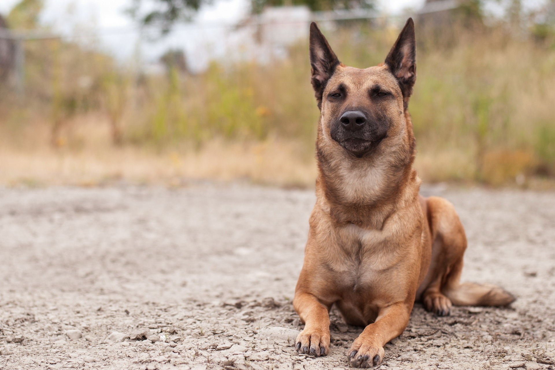 Téléchargez des papiers peints mobile Animaux, Chiens, Chien gratuitement.