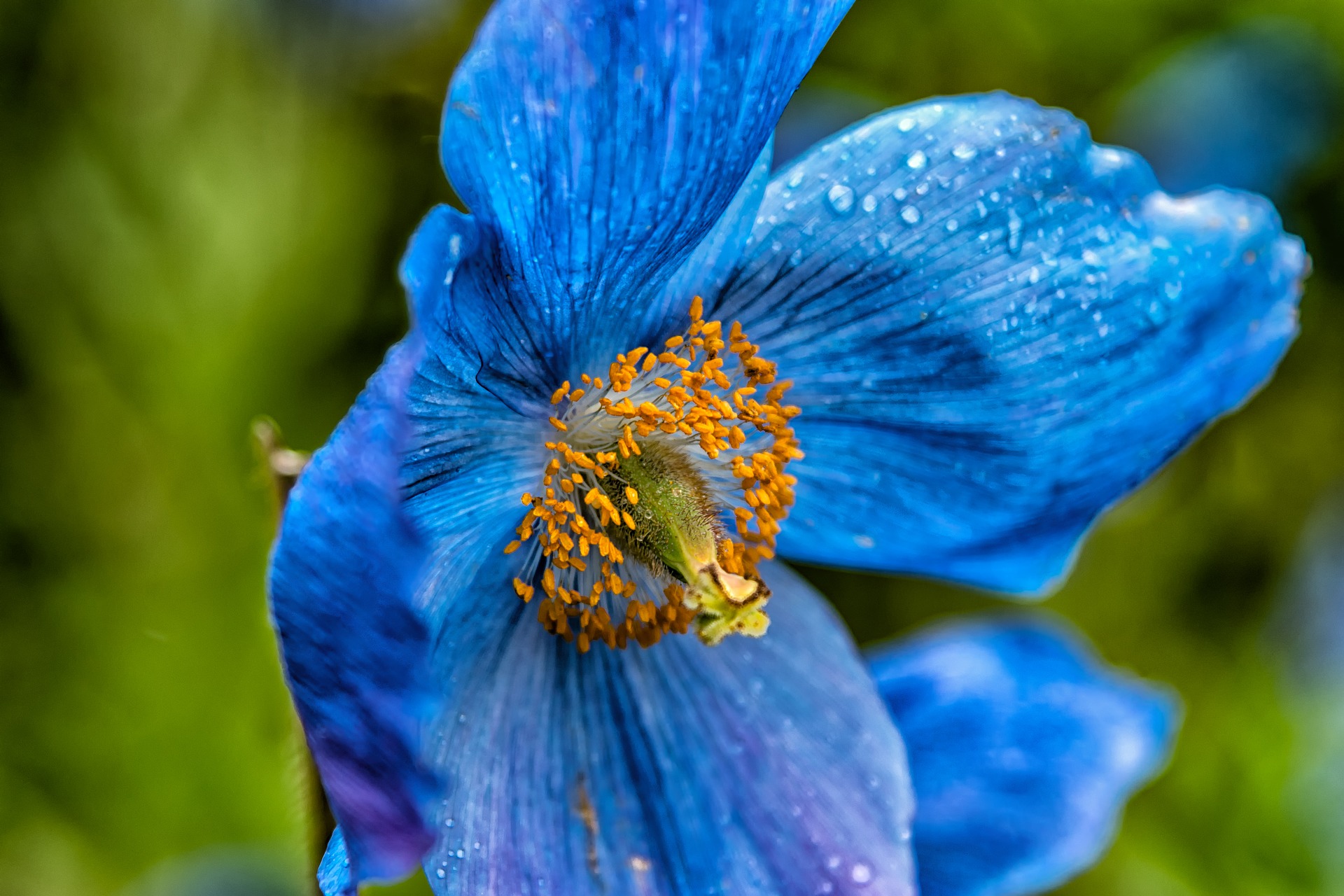 Handy-Wallpaper Natur, Blumen, Mohn, Blume, Makro, Erde/natur, Blaue Blume kostenlos herunterladen.