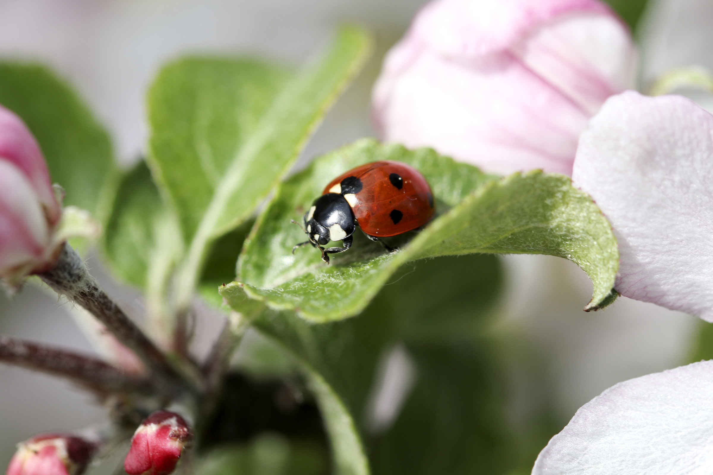 Free download wallpaper Macro, Leaf, Insect, Animal, Ladybug on your PC desktop