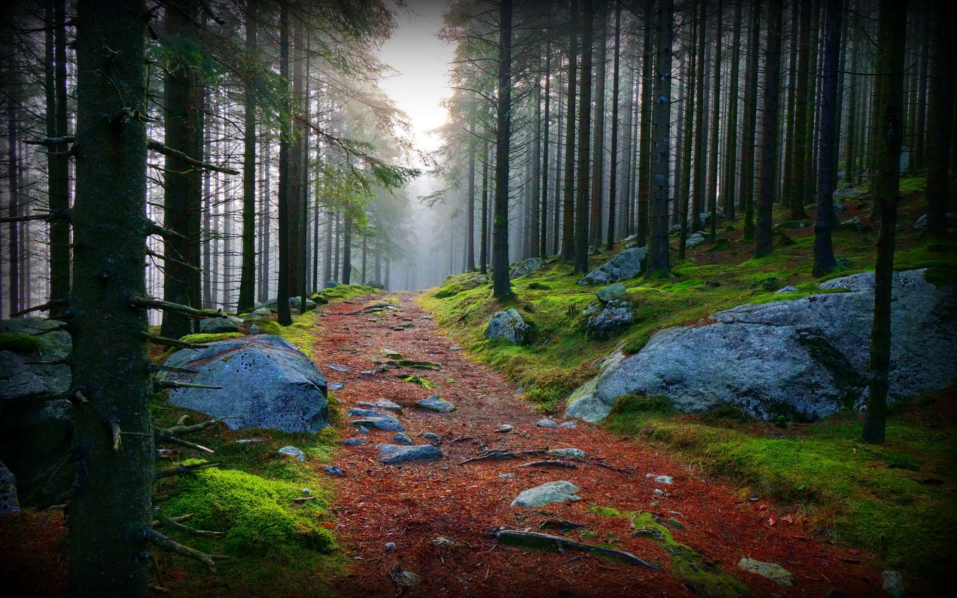 Téléchargez des papiers peints mobile Forêt, Terre/nature gratuitement.