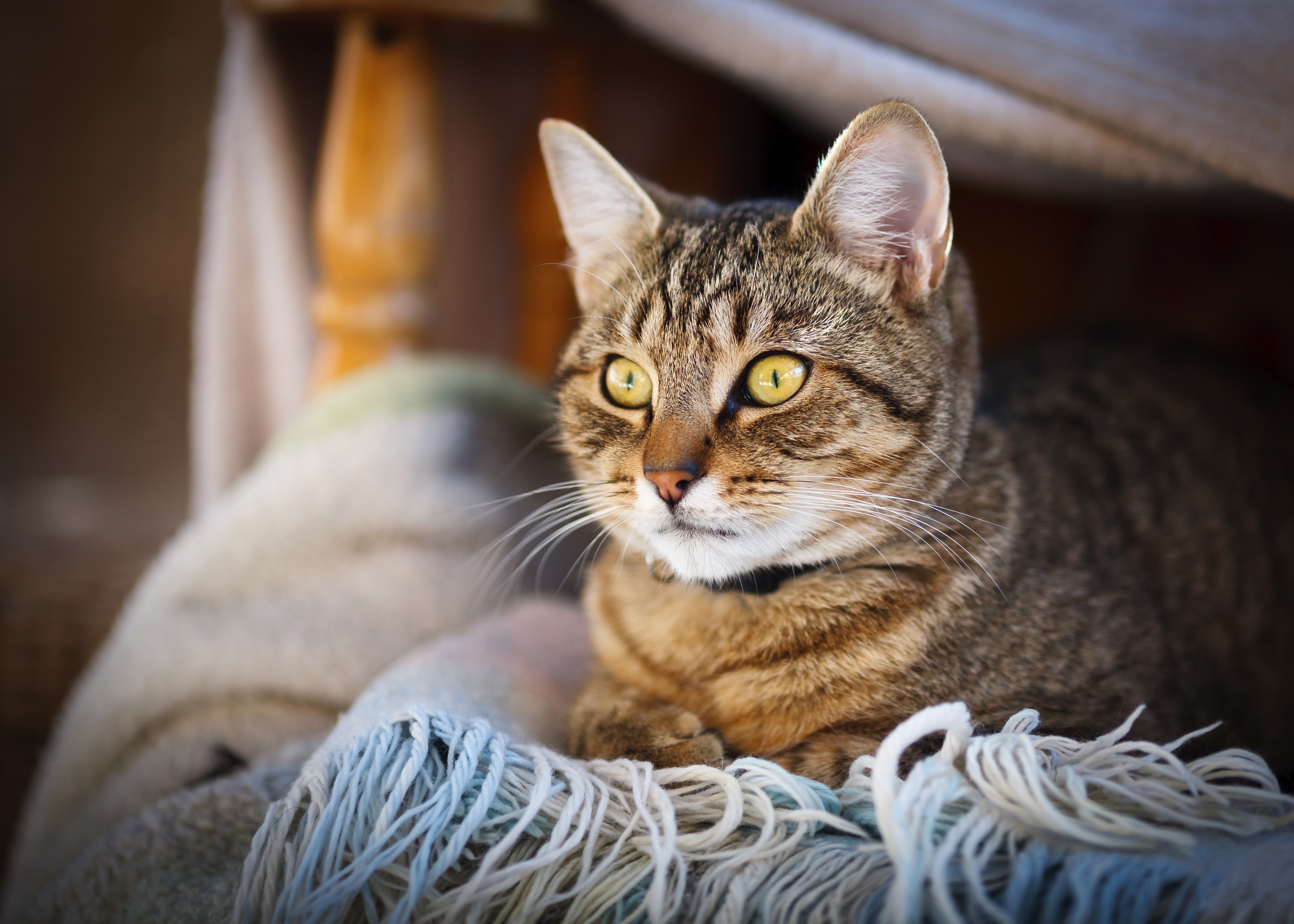 Descarga gratuita de fondo de pantalla para móvil de Animales, Gatos, Gato.