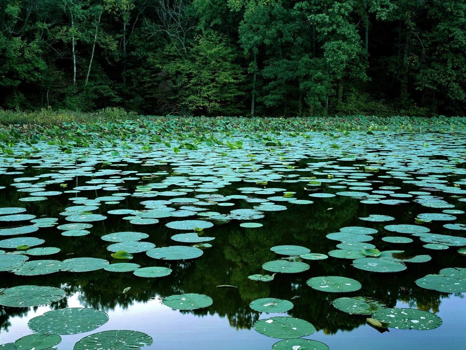 landscape, water, swamp, water lilies