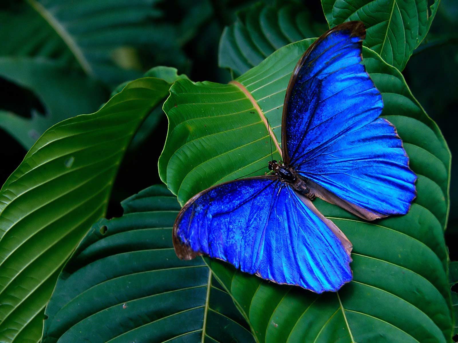 Download mobile wallpaper Butterfly, Animal for free.