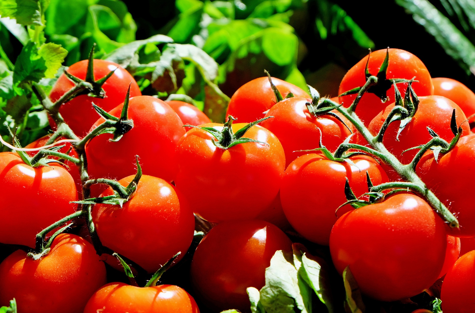 tomatoes, food, vegetables, branch
