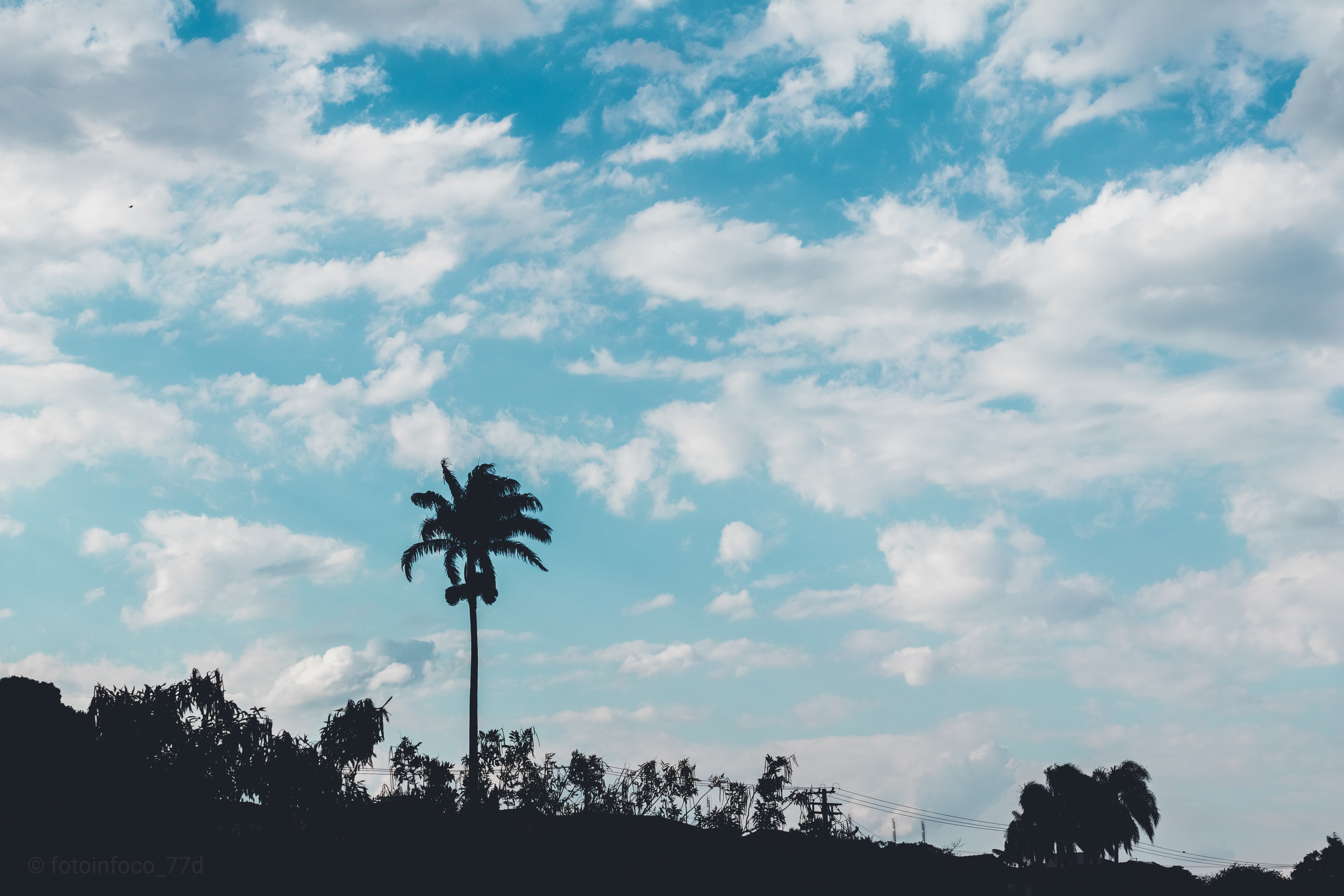 Free download wallpaper Trees, Sky, Palm, Nature, Clouds on your PC desktop
