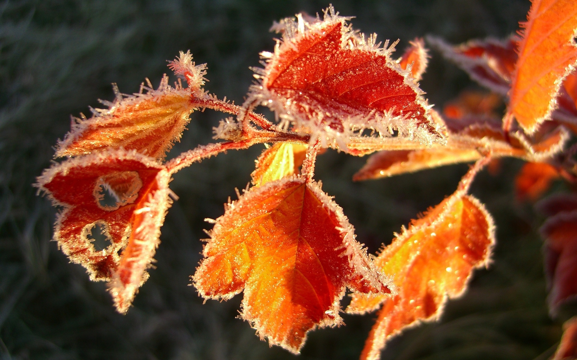 earth, leaf, cold, fall, frost, ice, nature, season