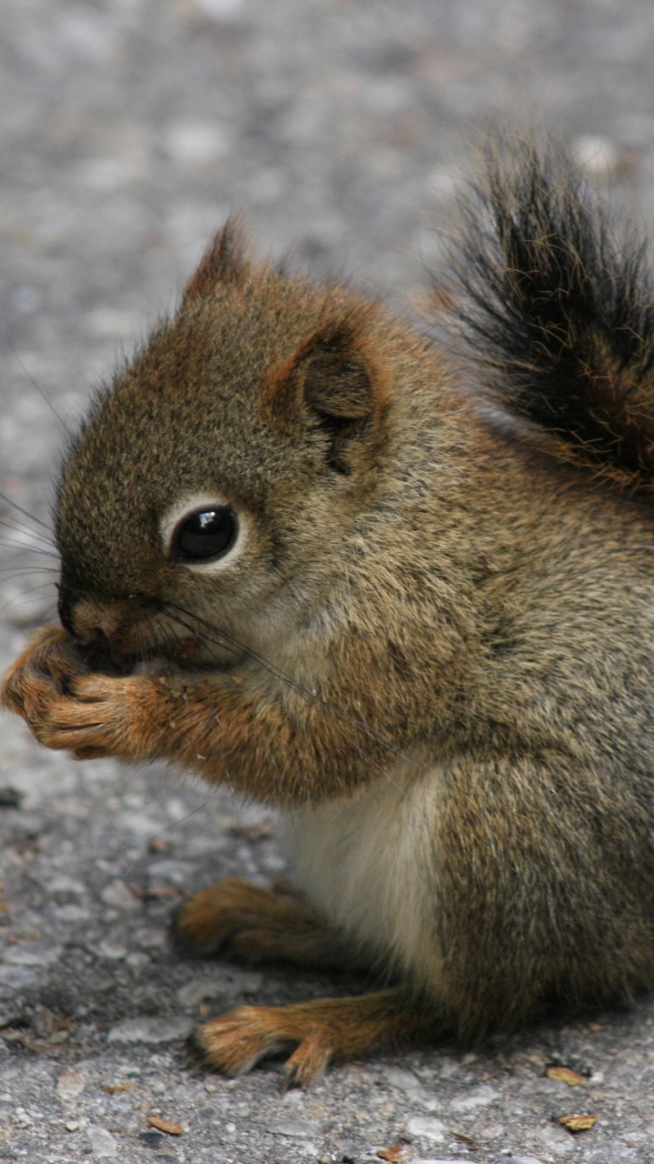 1222674 Bildschirmschoner und Hintergrundbilder Rotes Eichhörnchen auf Ihrem Telefon. Laden Sie  Bilder kostenlos herunter