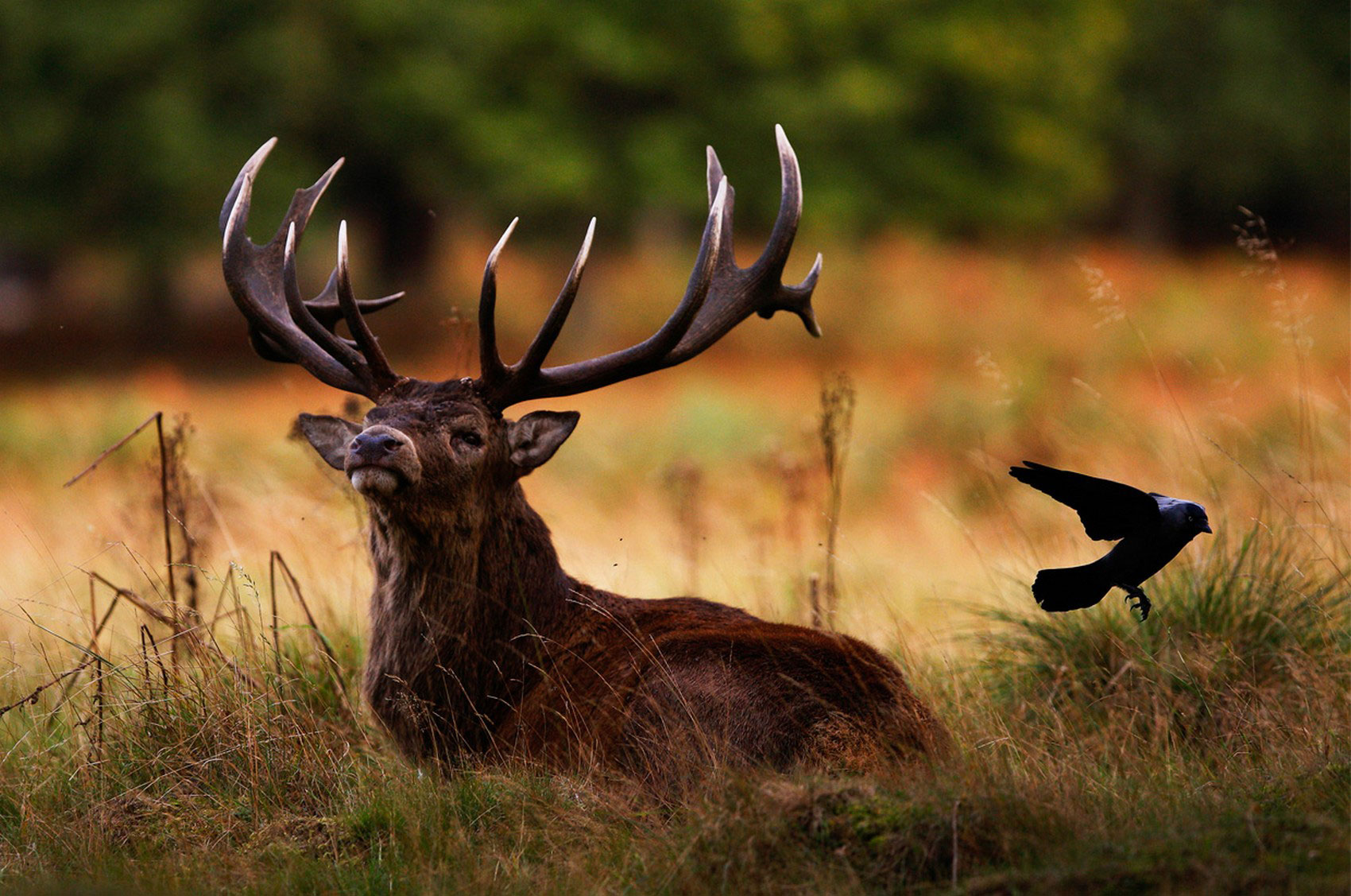 Laden Sie das Tiere, Hirsch-Bild kostenlos auf Ihren PC-Desktop herunter