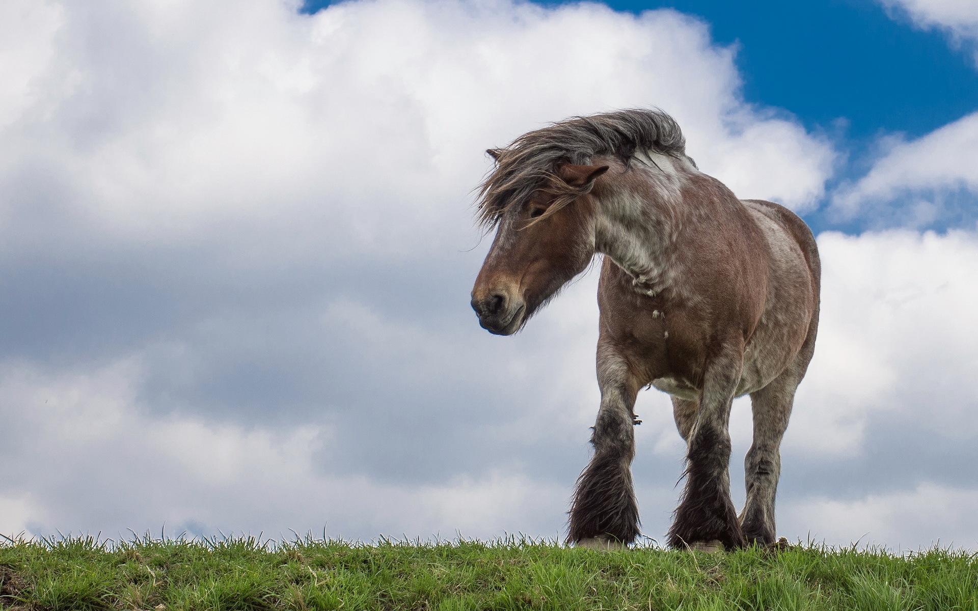 Free download wallpaper Animal, Horse on your PC desktop