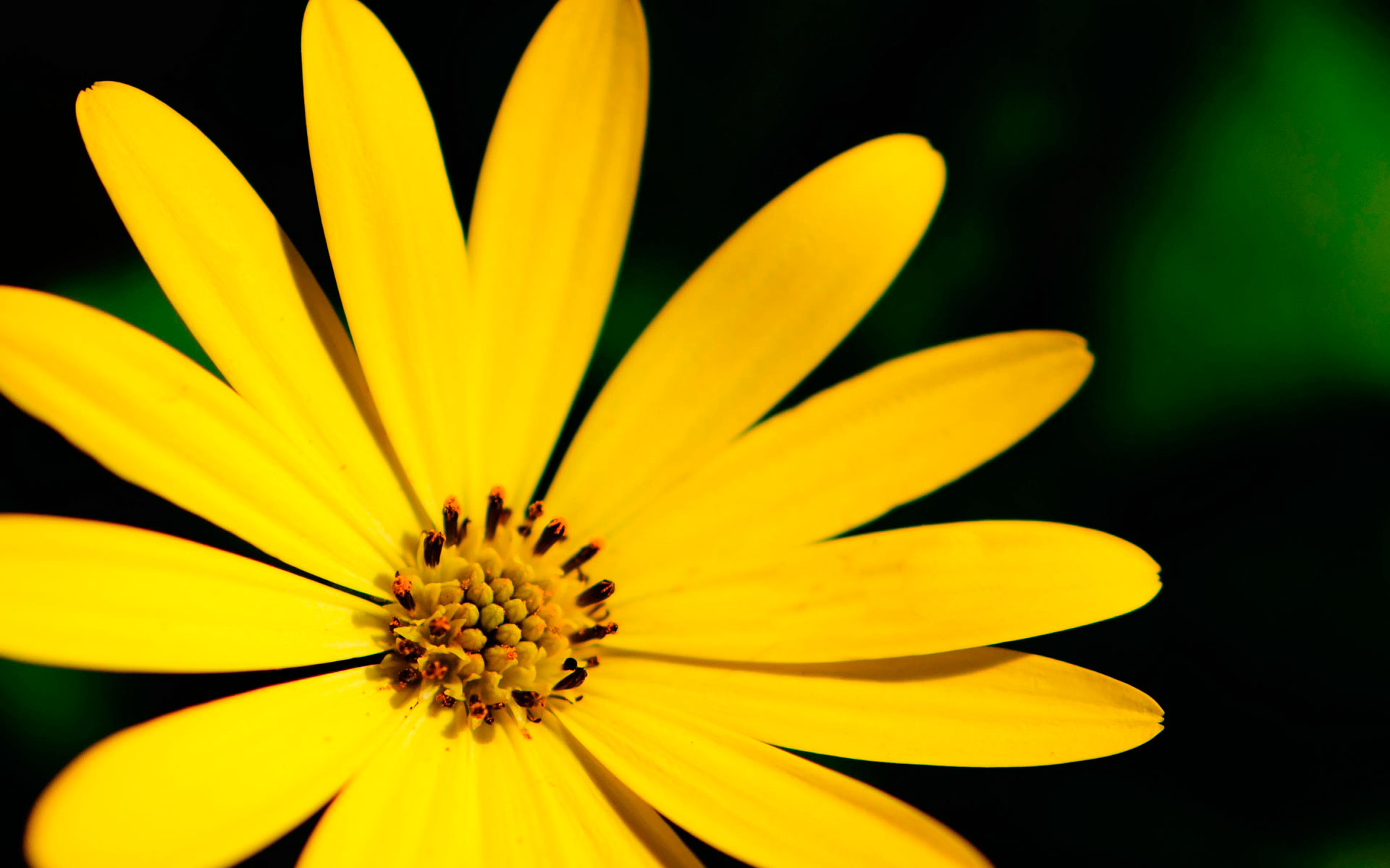 Descarga gratuita de fondo de pantalla para móvil de Flores, Flor, Tierra/naturaleza.