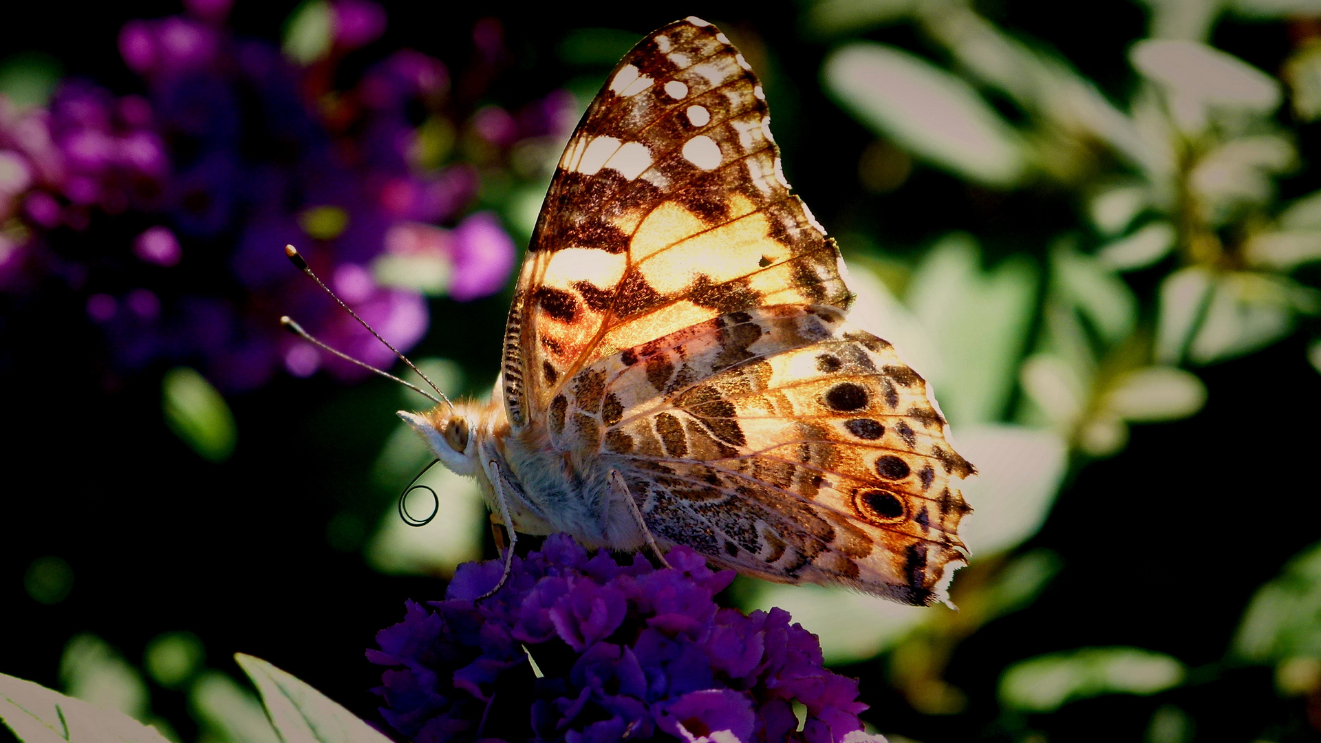 Handy-Wallpaper Tiere, Schmetterlinge, Blume, Erde kostenlos herunterladen.