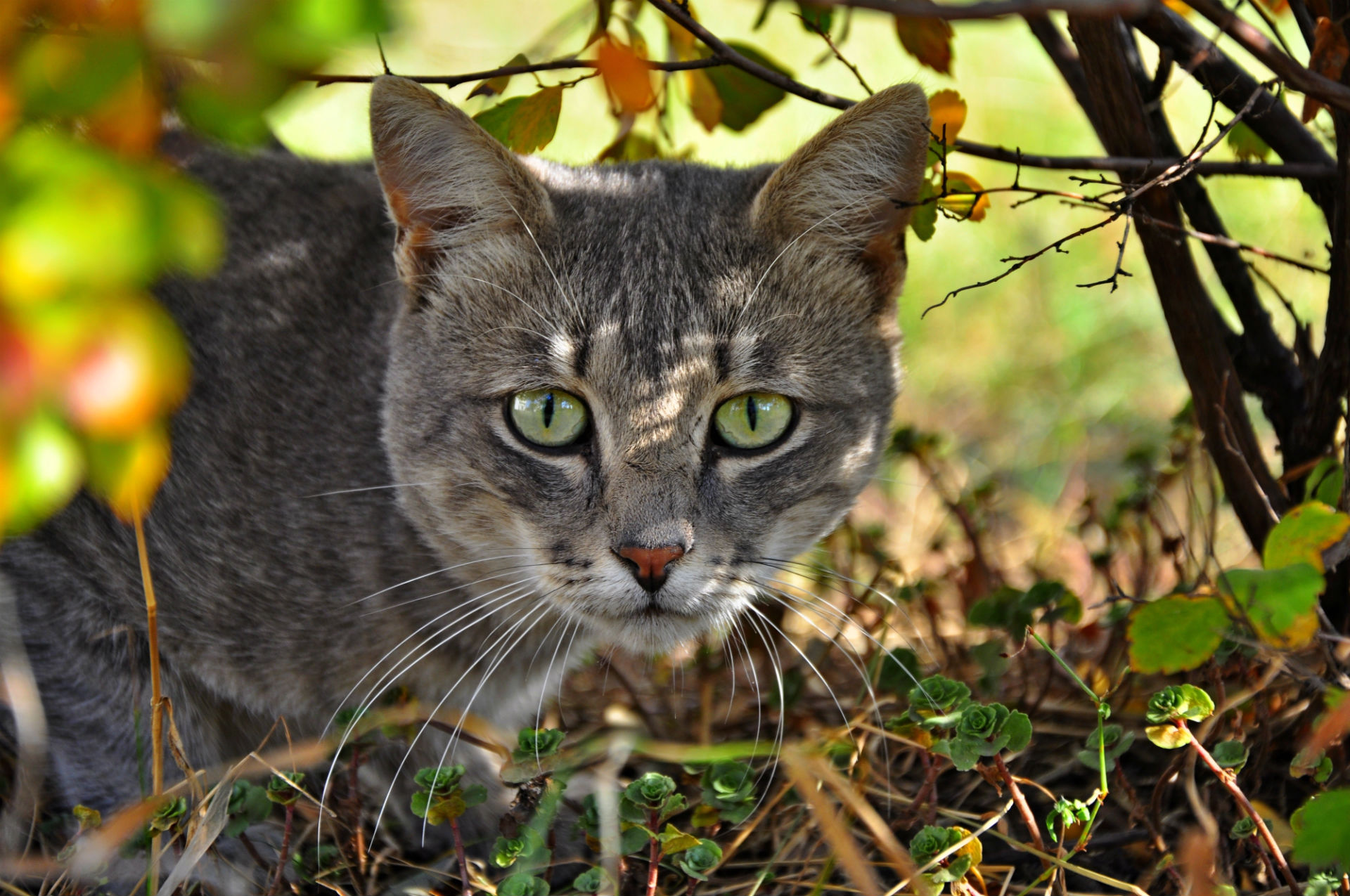 Free download wallpaper Cat, Animal on your PC desktop