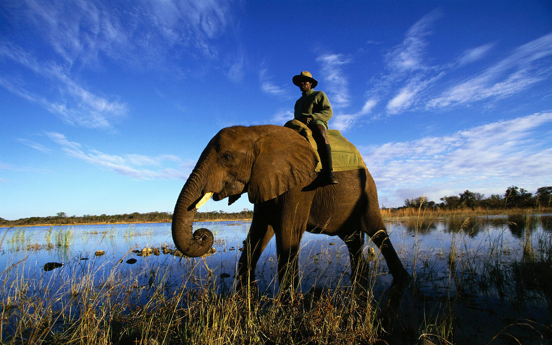 Download mobile wallpaper African Bush Elephant, Elephants, Animal for free.