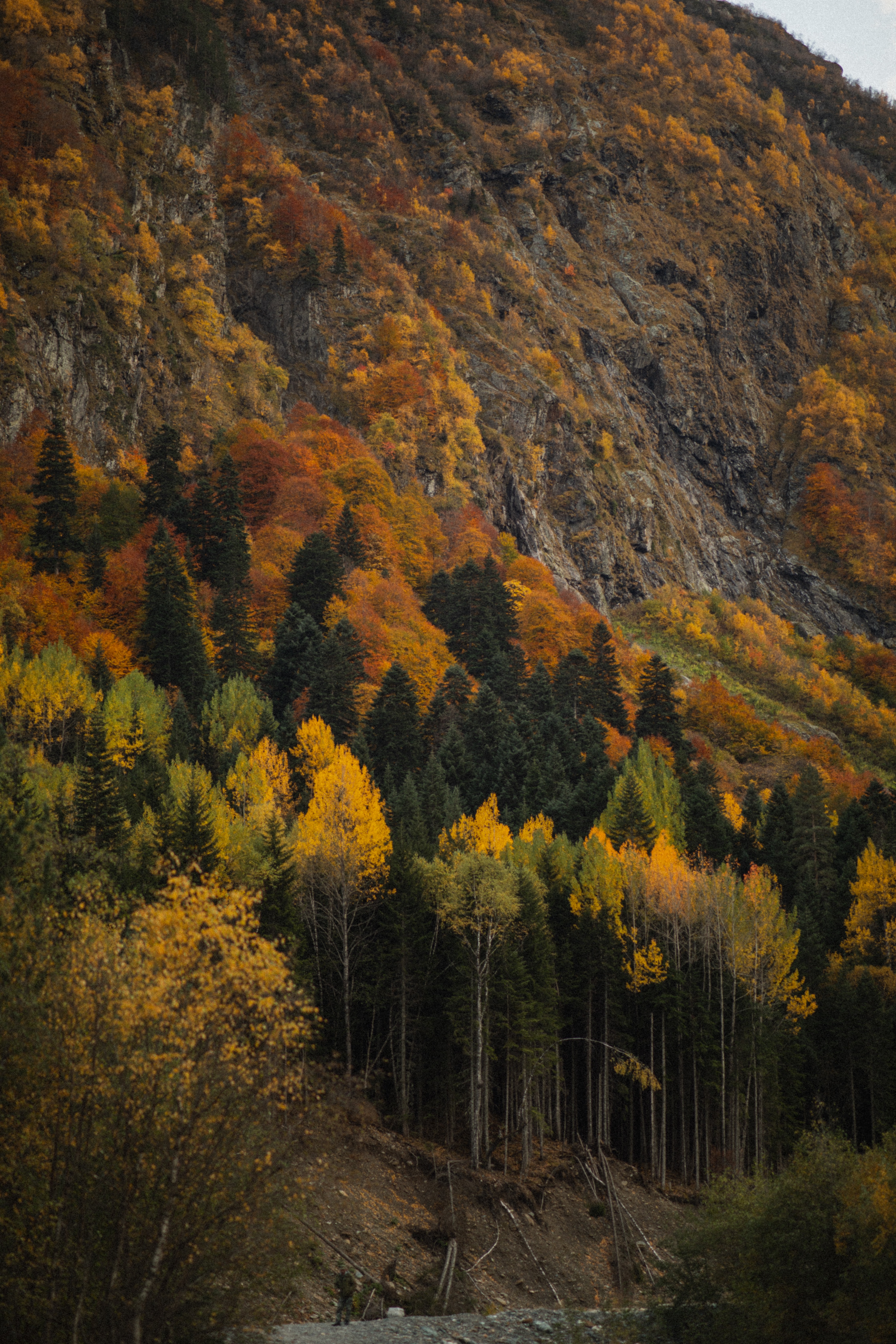 trees, autumn, nature, forest, slope phone wallpaper