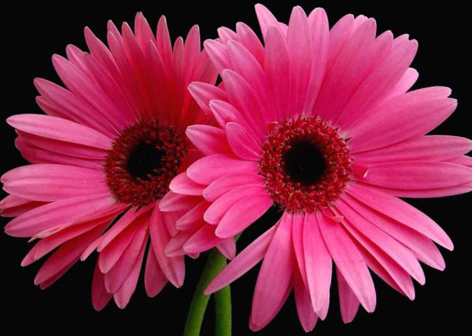 Download mobile wallpaper Flowers, Flower, Close Up, Earth, Gerbera, Daisy, Pink Flower for free.