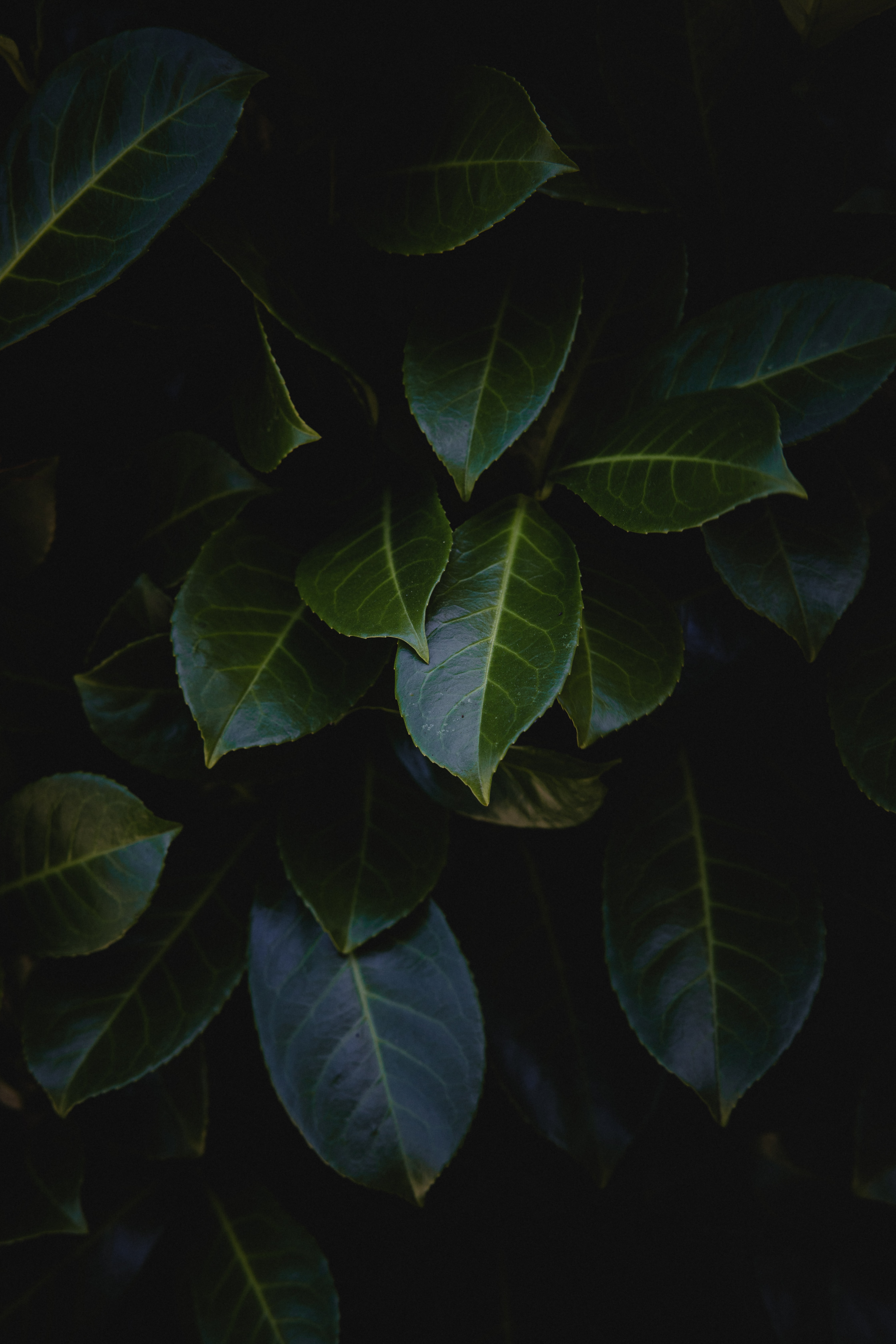 leaves, bush, plant, dark, glossy Desktop home screen Wallpaper
