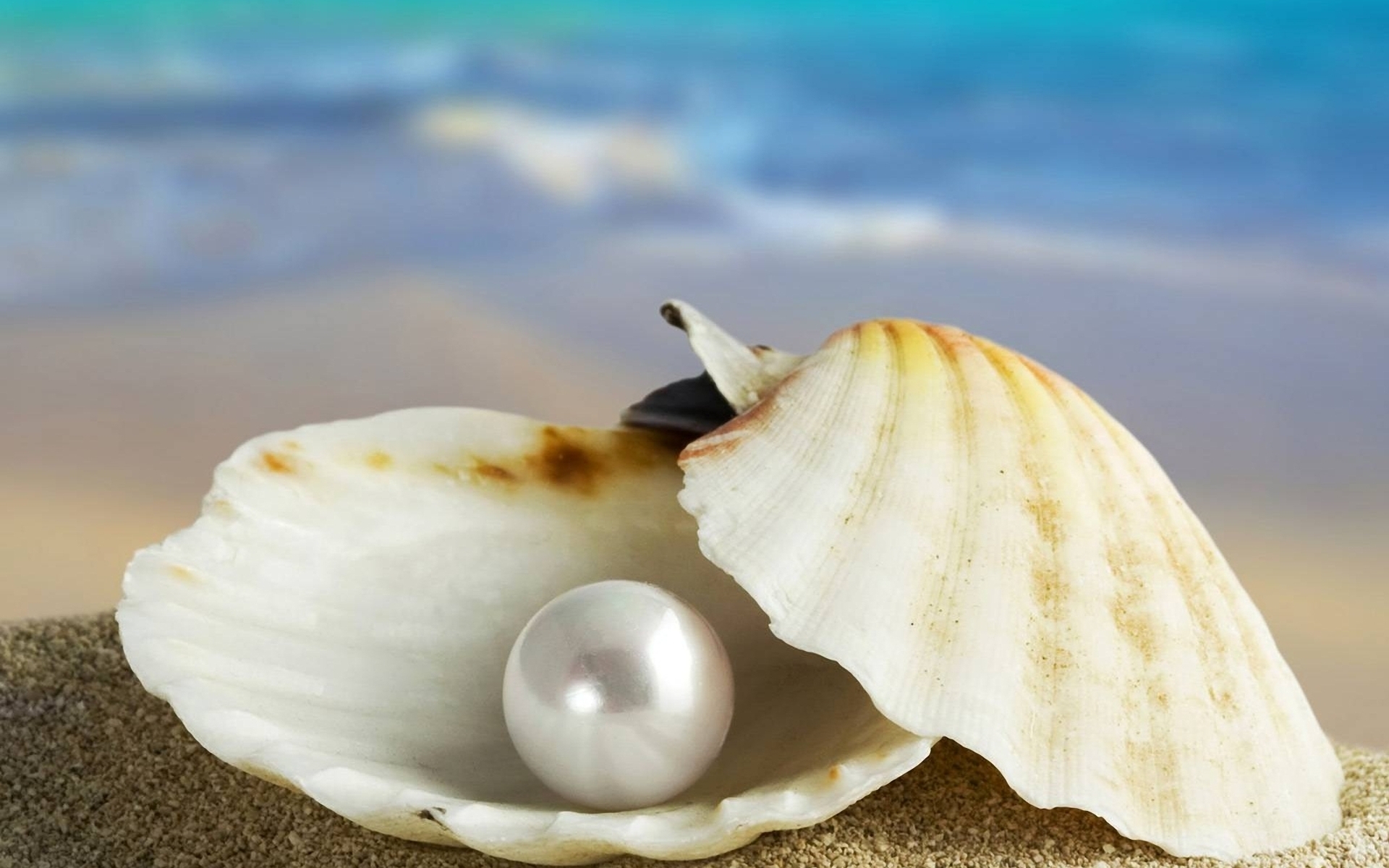 Free download wallpaper Earth, Shell on your PC desktop