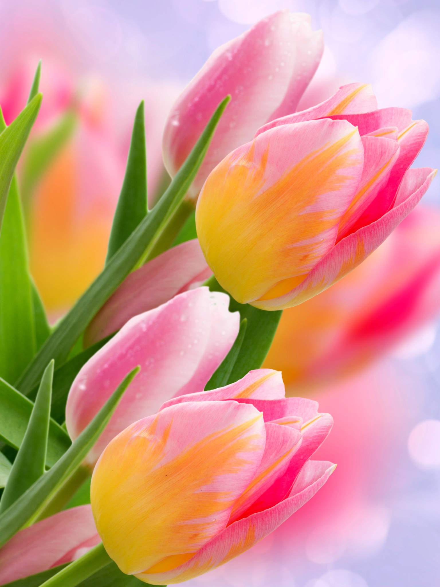 Free download wallpaper Nature, Flowers, Close Up, Earth, Tulip, Pink Flower on your PC desktop