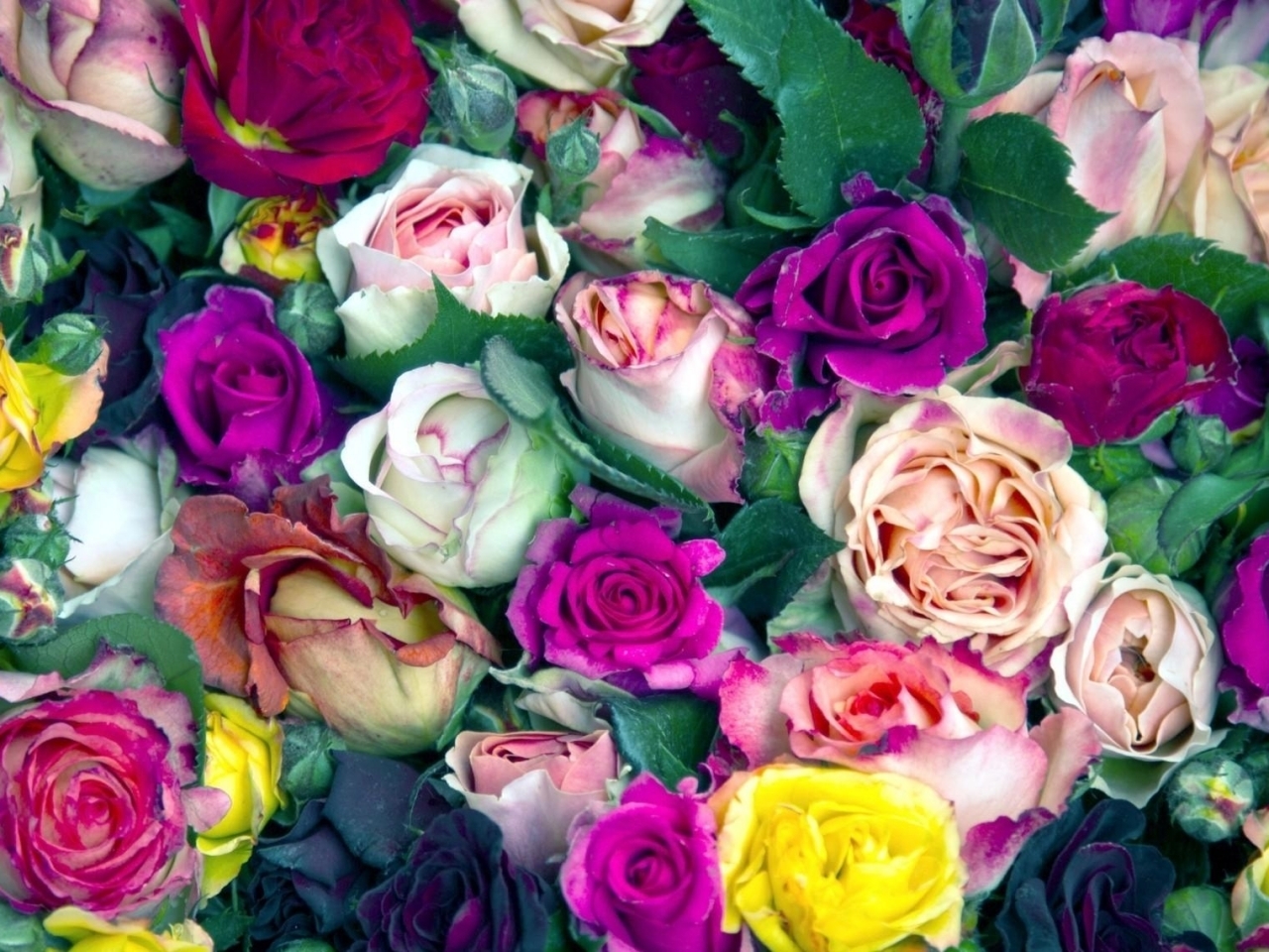 Descarga gratuita de fondo de pantalla para móvil de Plantas, Flores, Roses, Fondo.
