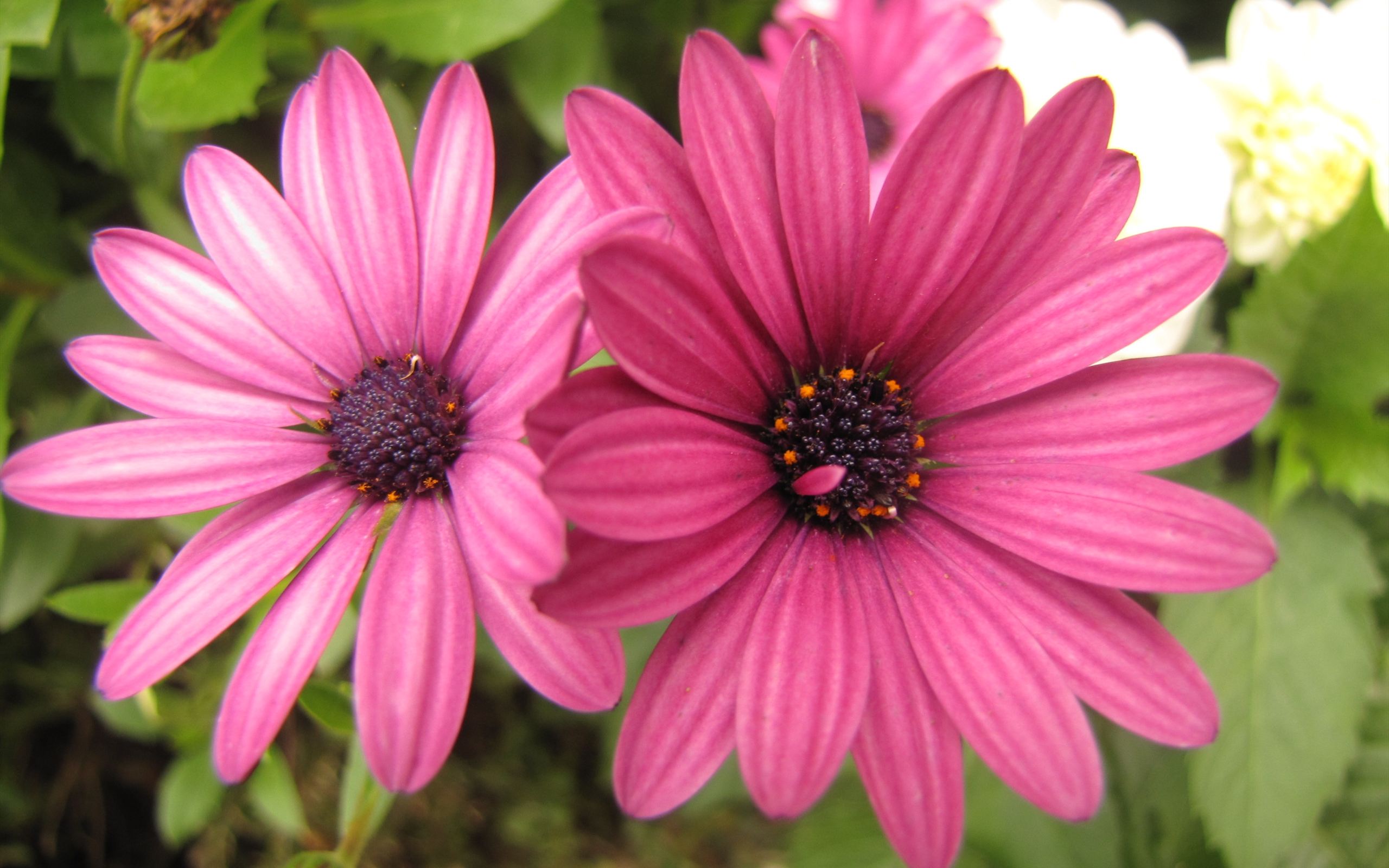 Free download wallpaper Flowers, Flower, Earth, Daisy, Pink Flower on your PC desktop
