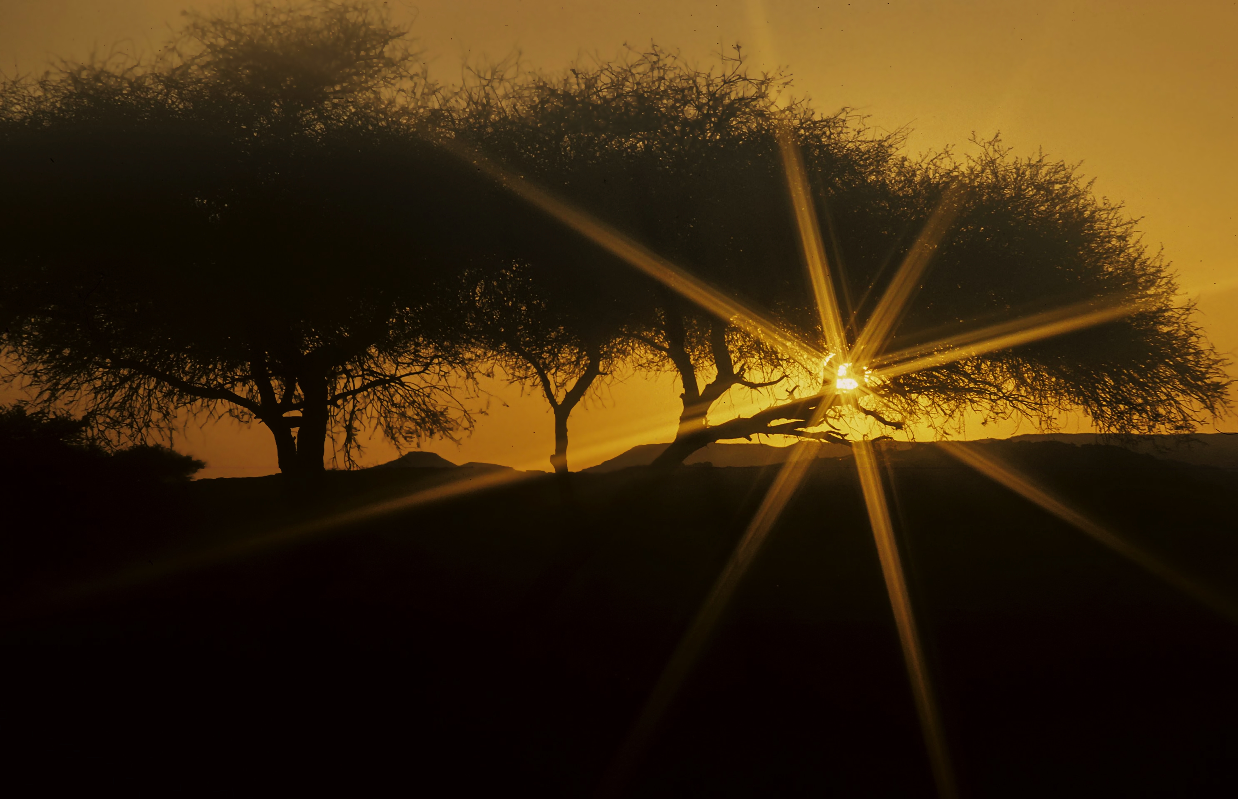 Download mobile wallpaper Sunset, Desert, Tree, Earth, Sahara, Algeria for free.