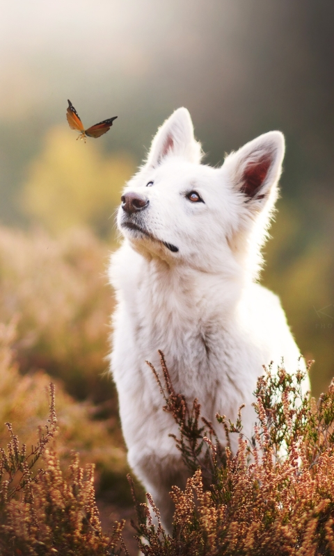 Download mobile wallpaper Dogs, Dog, Muzzle, Blur, Butterfly, Animal, White Shepherd for free.